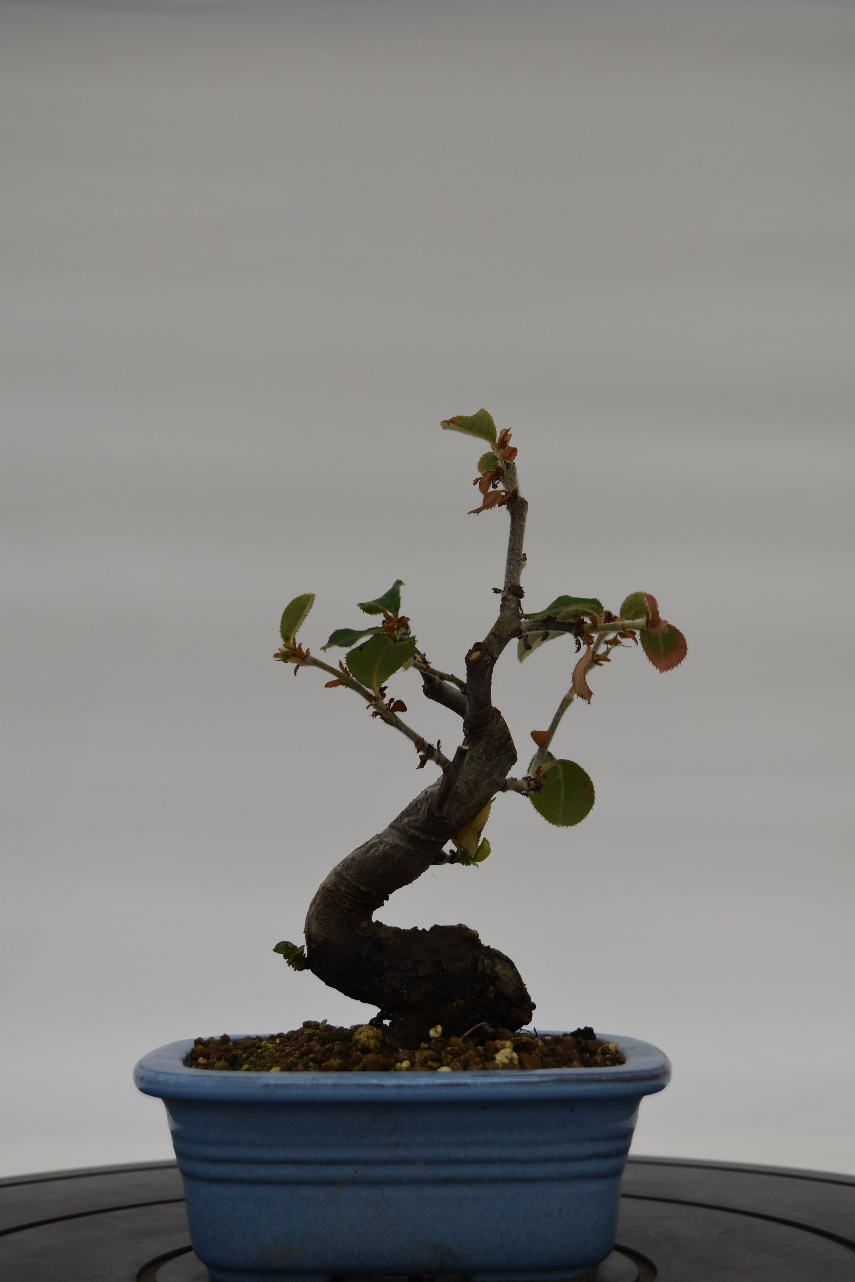 Chòenomeles € 45 | La Gemma del bonsai