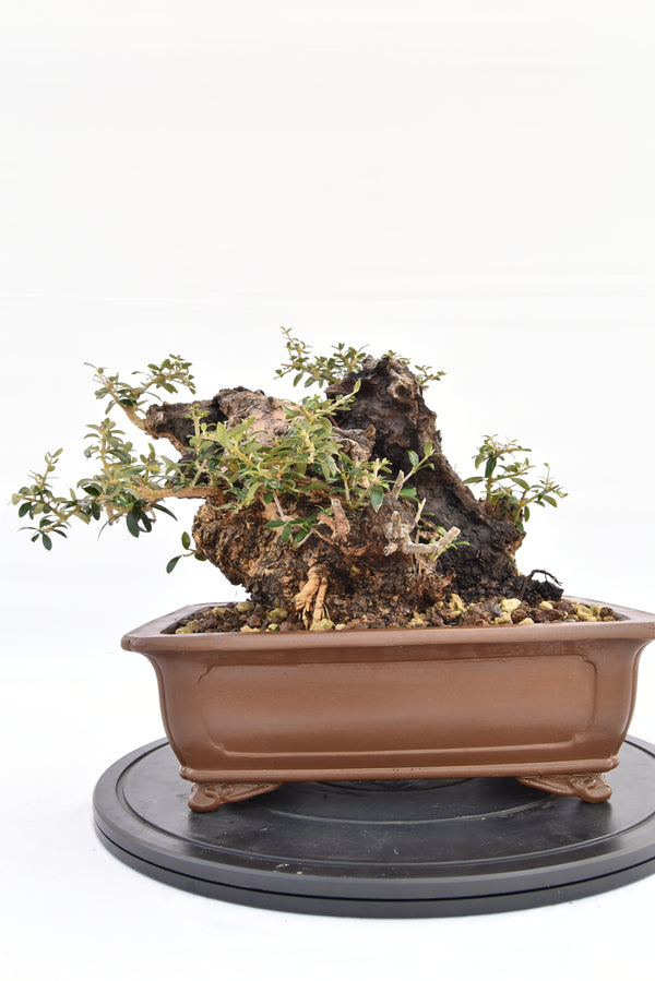 Olivastro € 530 | La Gemma del bonsai
