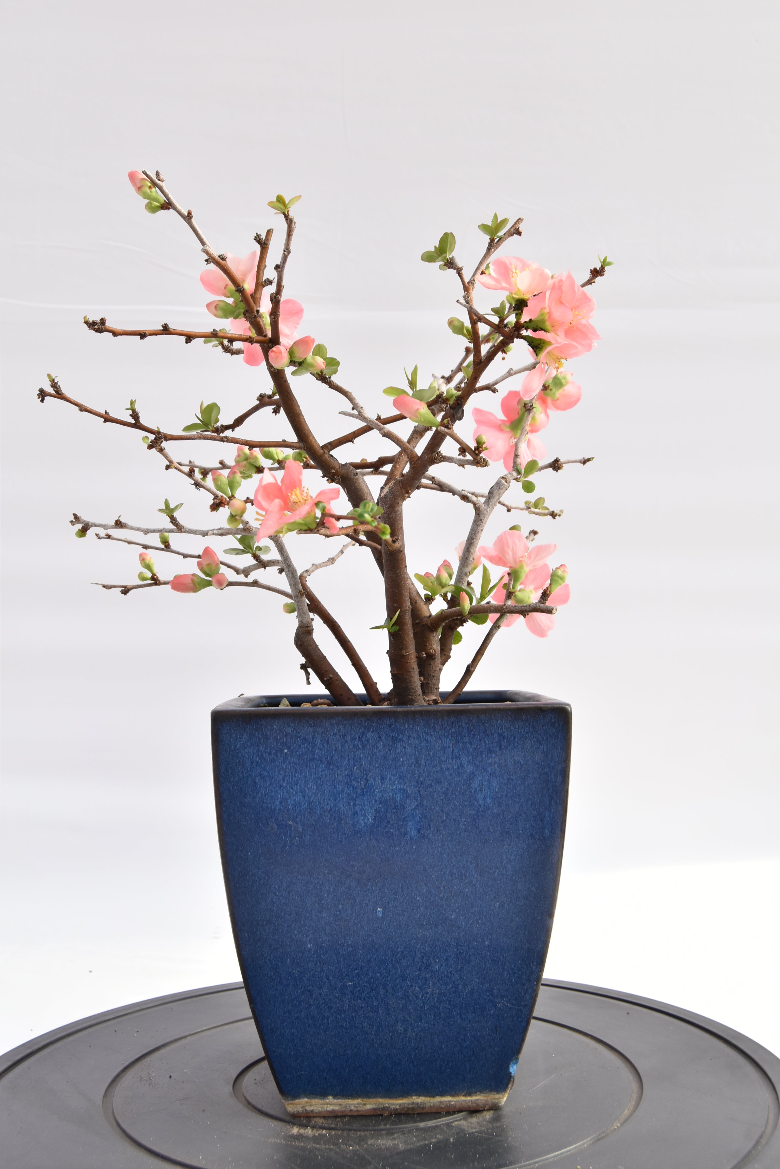 Chaenomeles rosa € 150 | La Gemma del bonsai