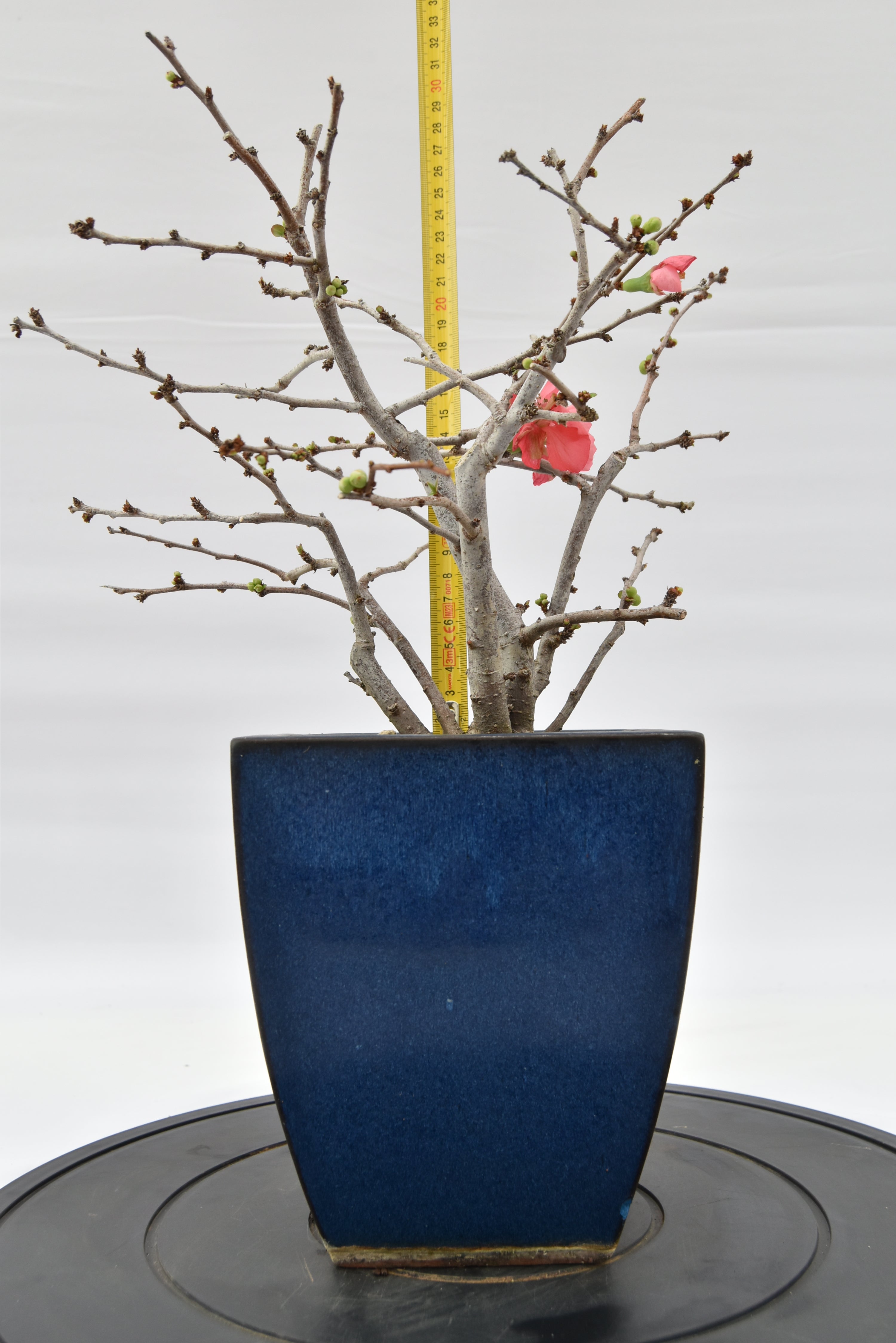 Chaenomeles rosa € 150 | La Gemma del bonsai