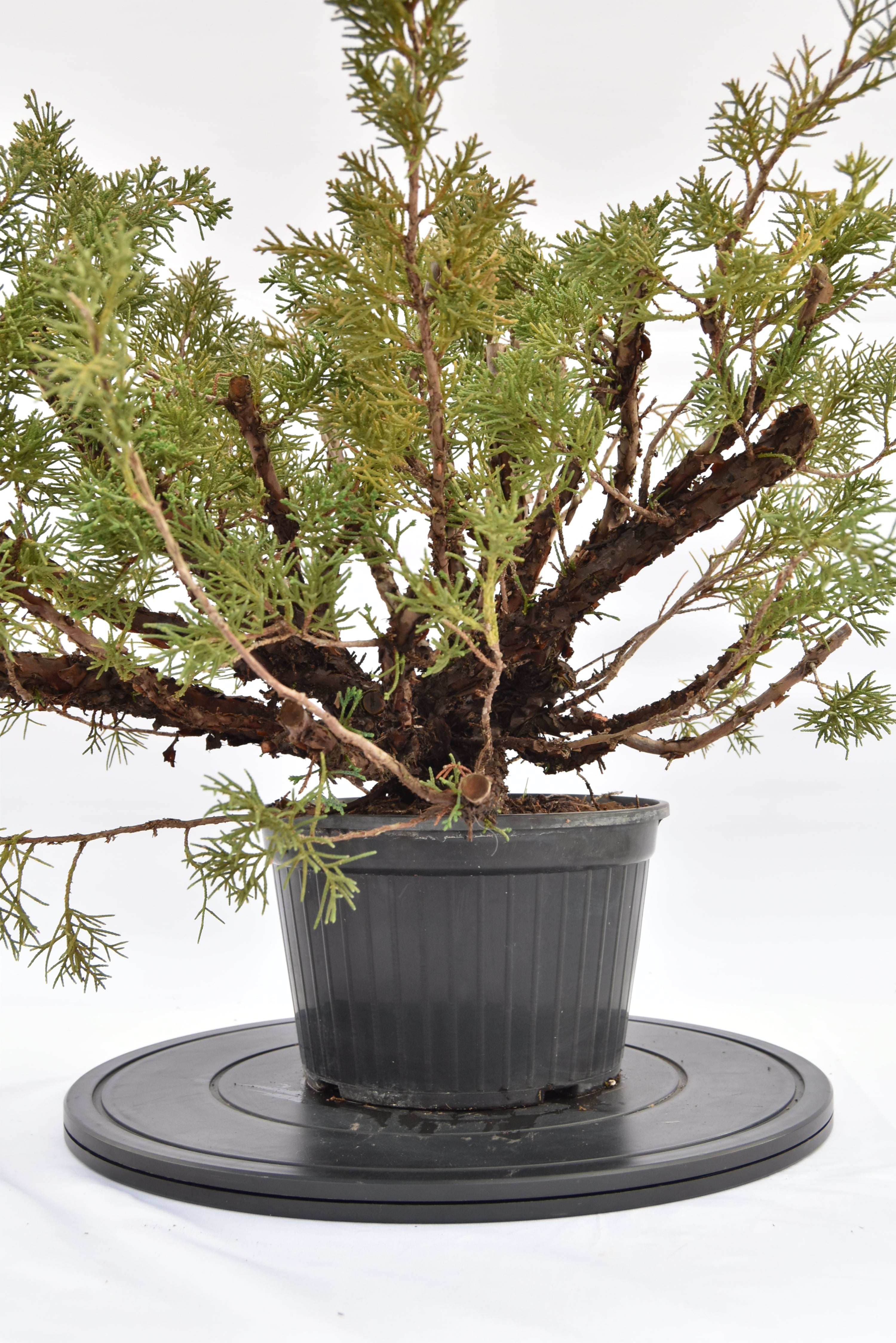 Ginepro Kishu € 100 | La Gemma del bonsai