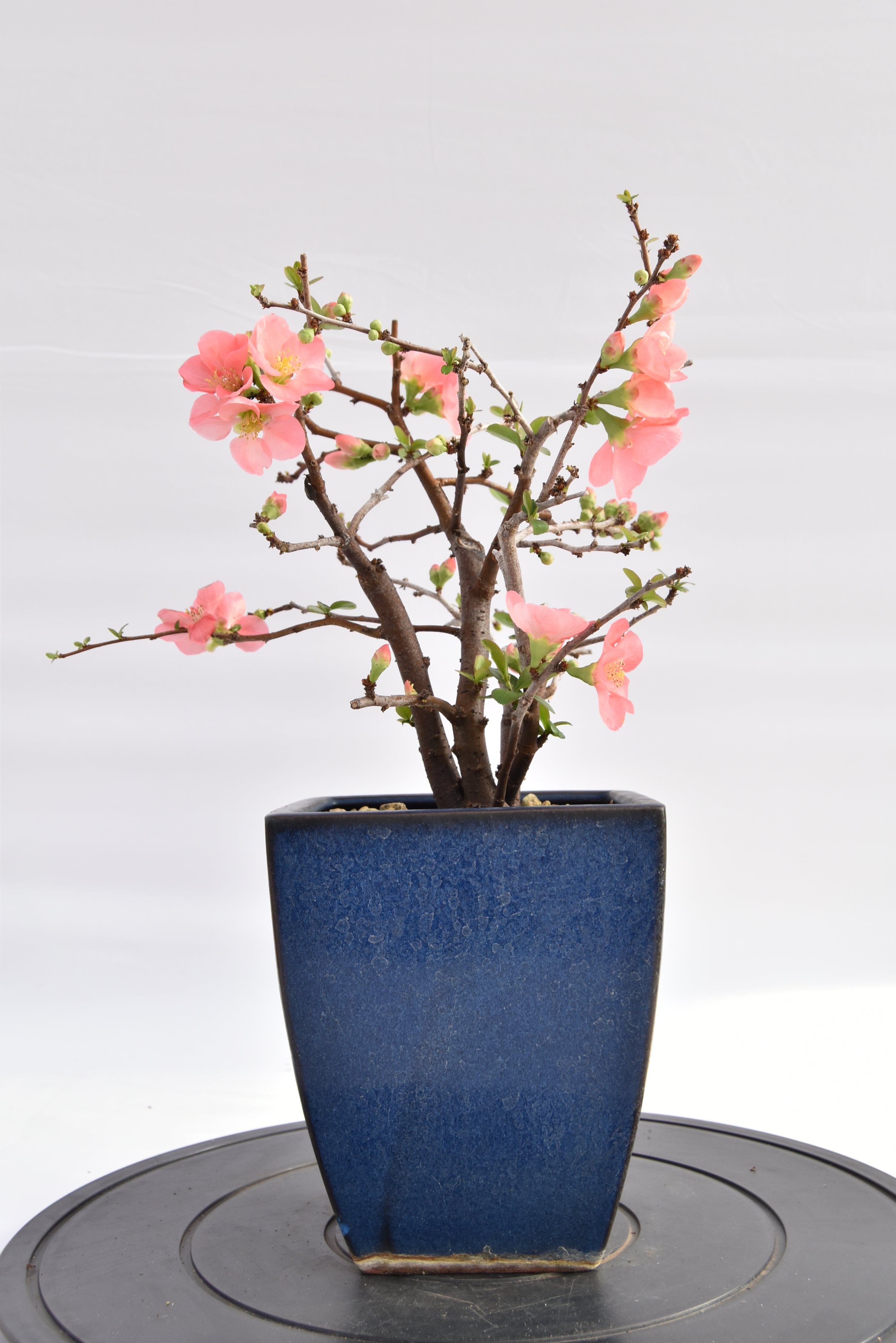 Chaenomeles rosa € 150 | La Gemma del bonsai