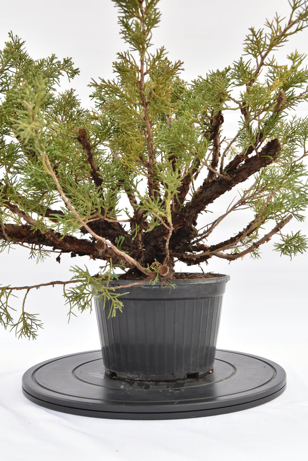 Ginepro Kishu € 100 | La Gemma del bonsai