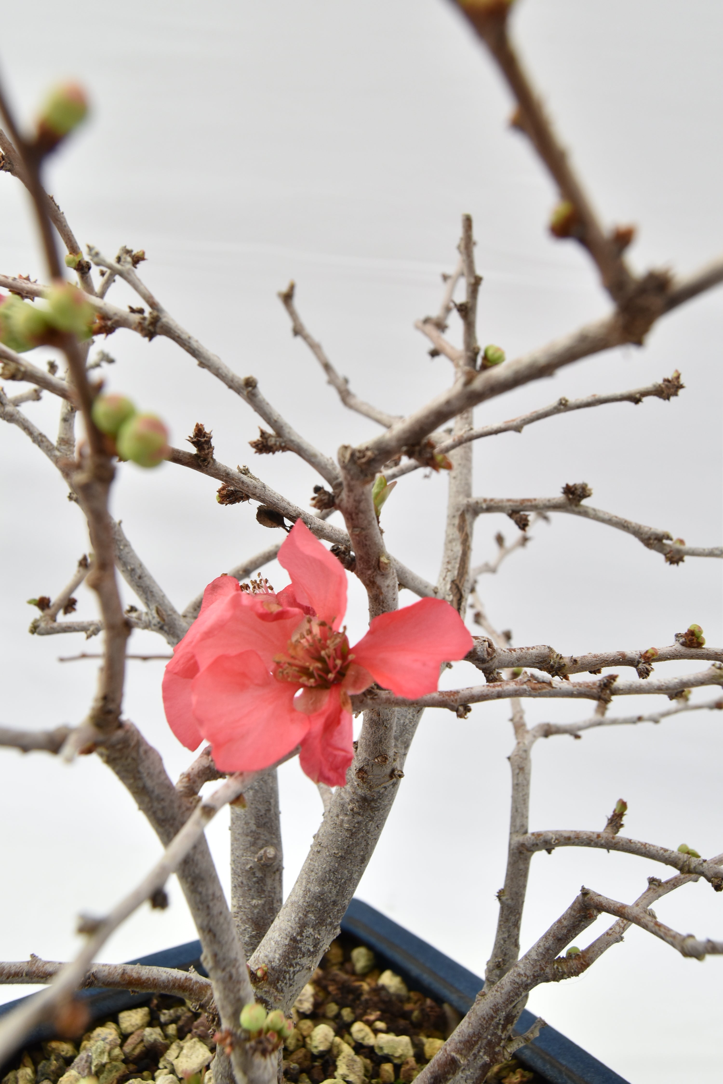 Chaenomeles rosa € 150 | La Gemma del bonsai