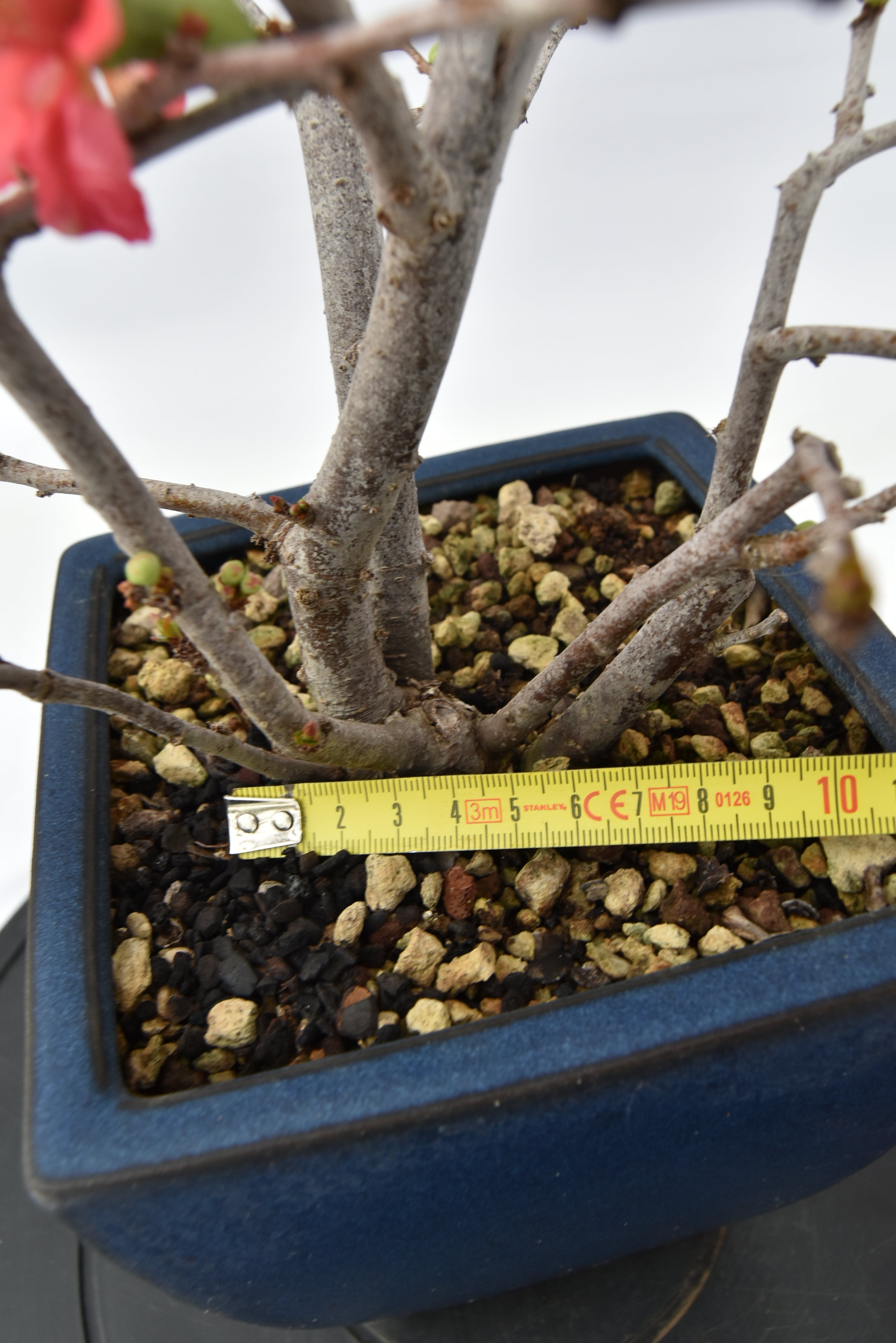 Chaenomeles rosa € 150 | La Gemma del bonsai