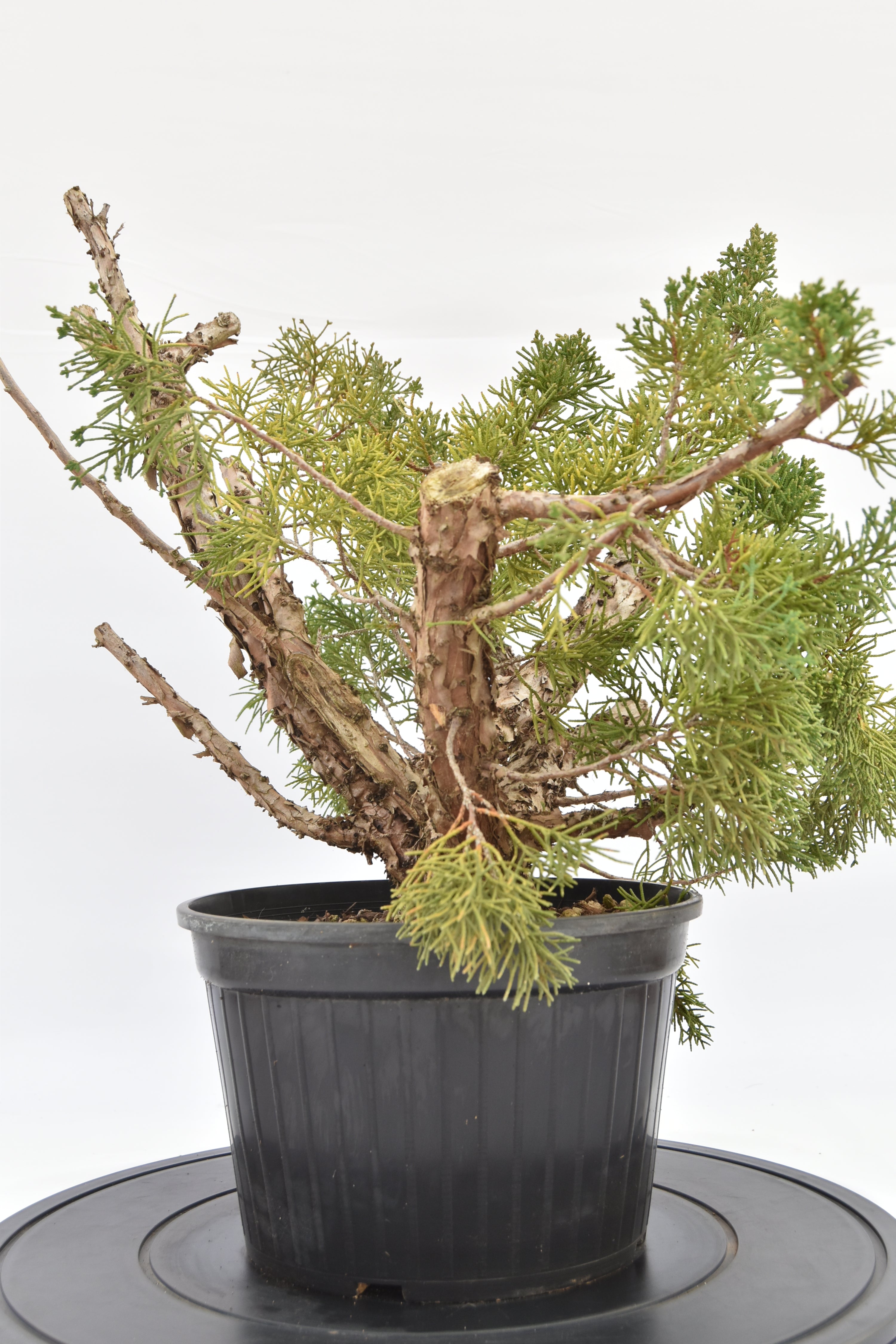 Ginepro Kishu € 100 | La Gemma del bonsai
