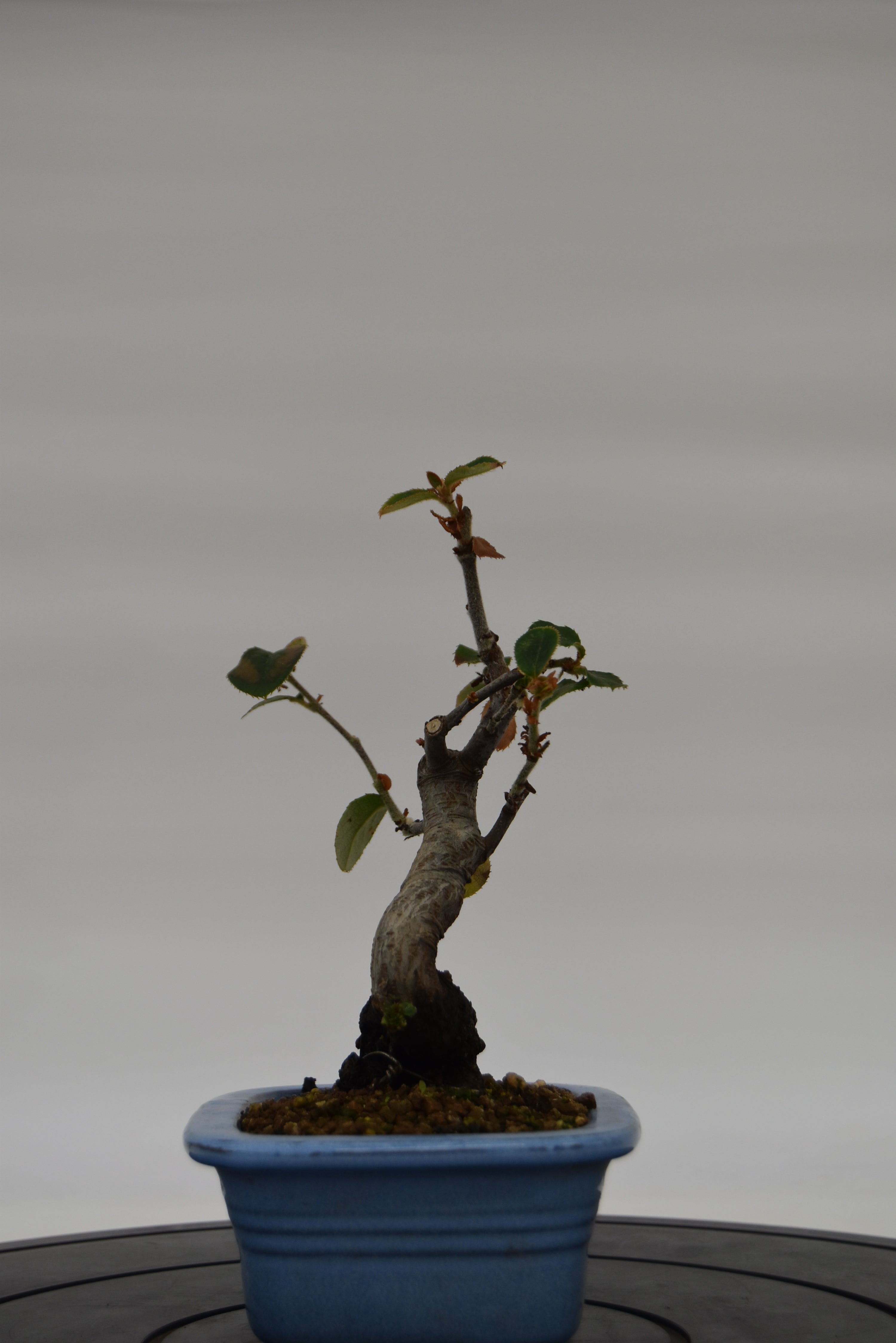 Chòenomeles € 45 | La Gemma del bonsai