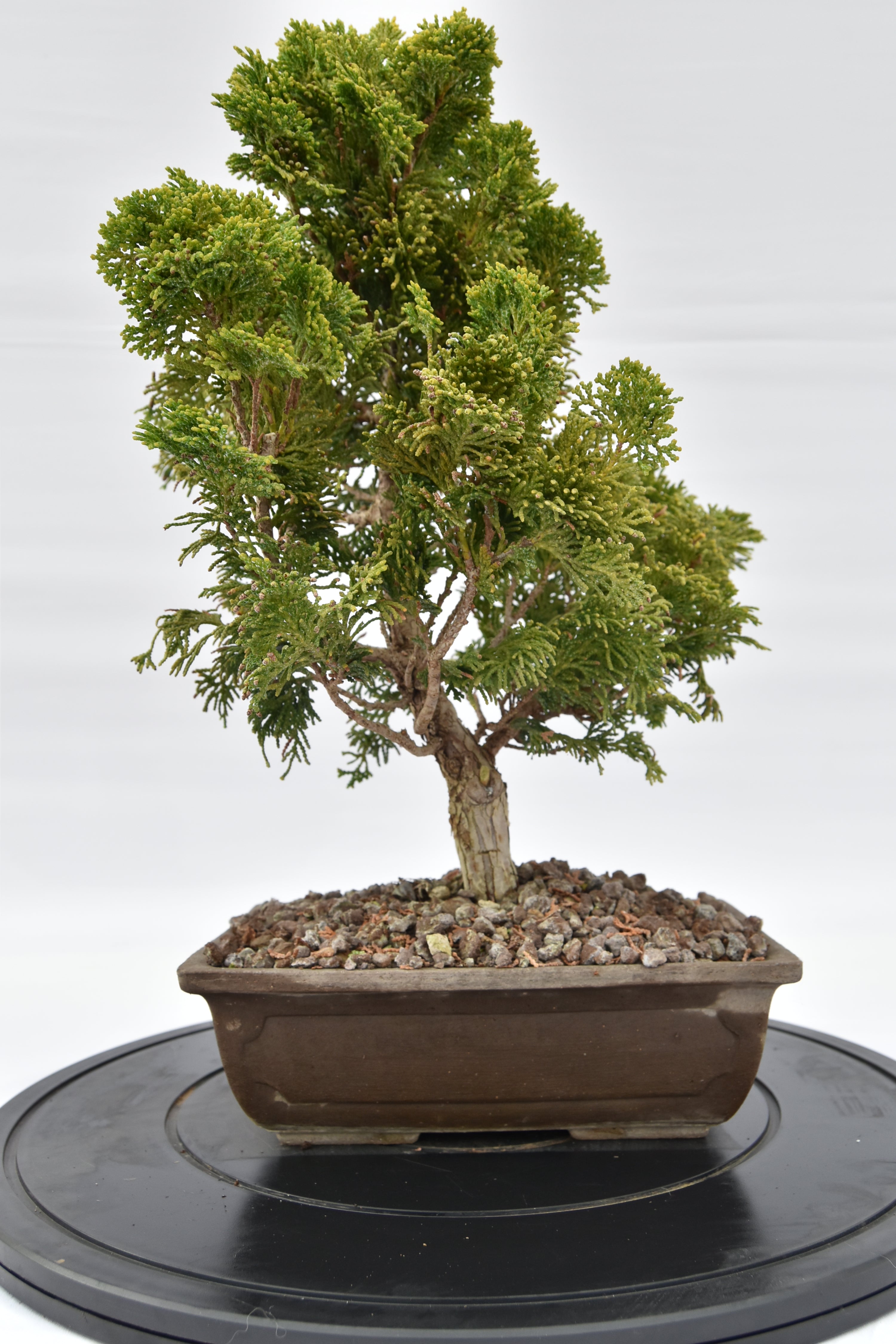 Cipresso Japan € 200 | La Gemma del bonsai
