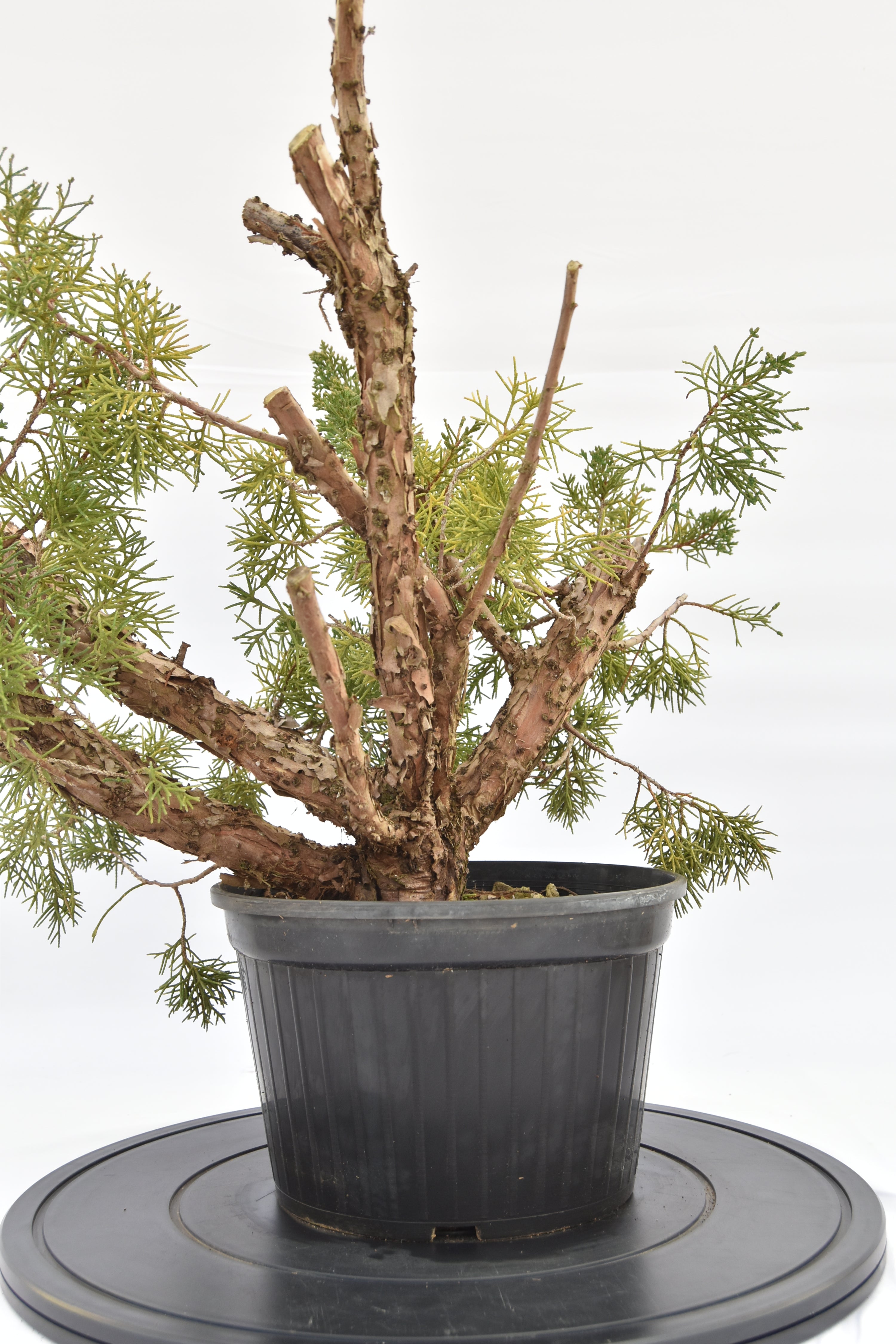 Ginepro Kishu € 100 | La Gemma del bonsai