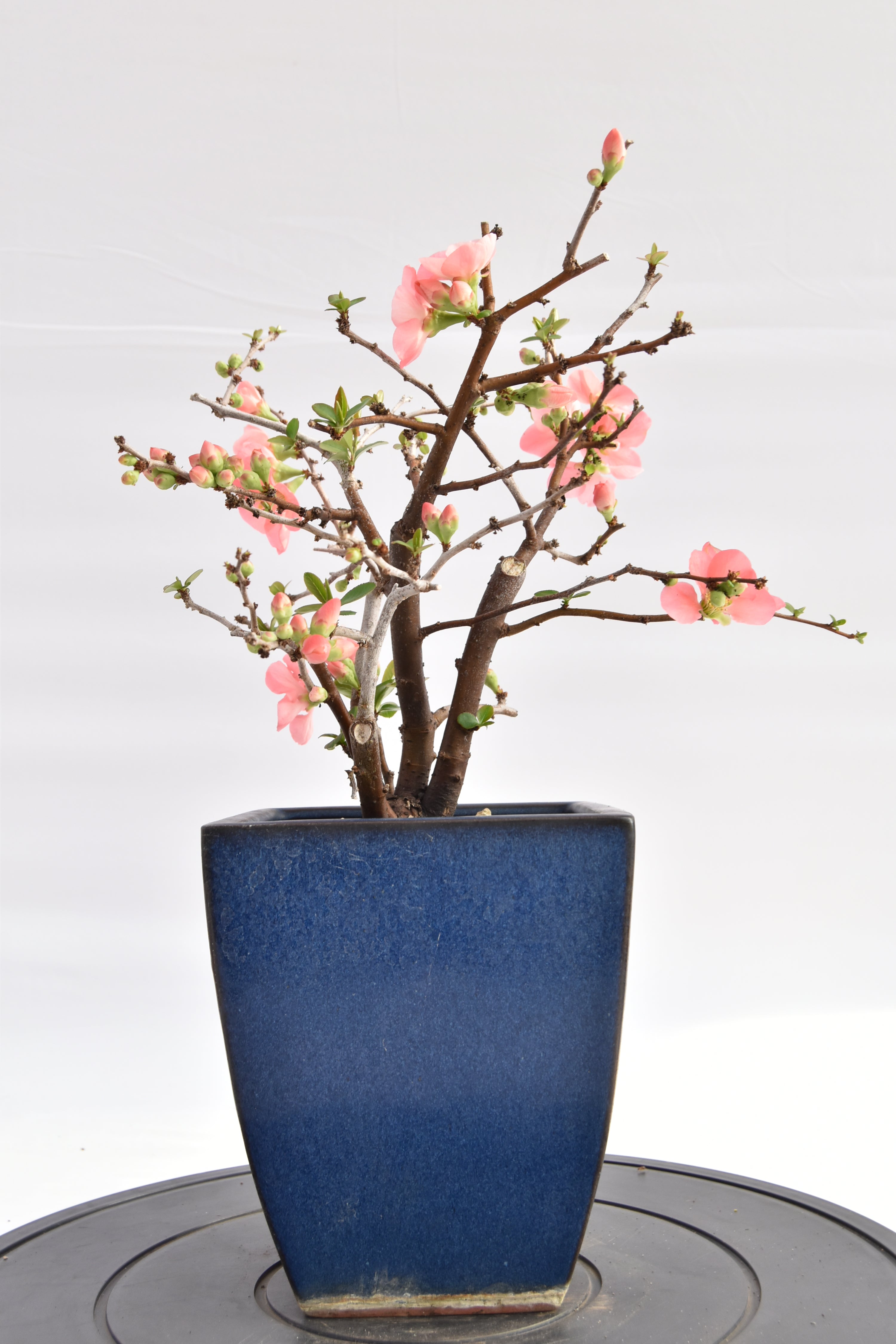 Chaenomeles rosa € 150 | La Gemma del bonsai