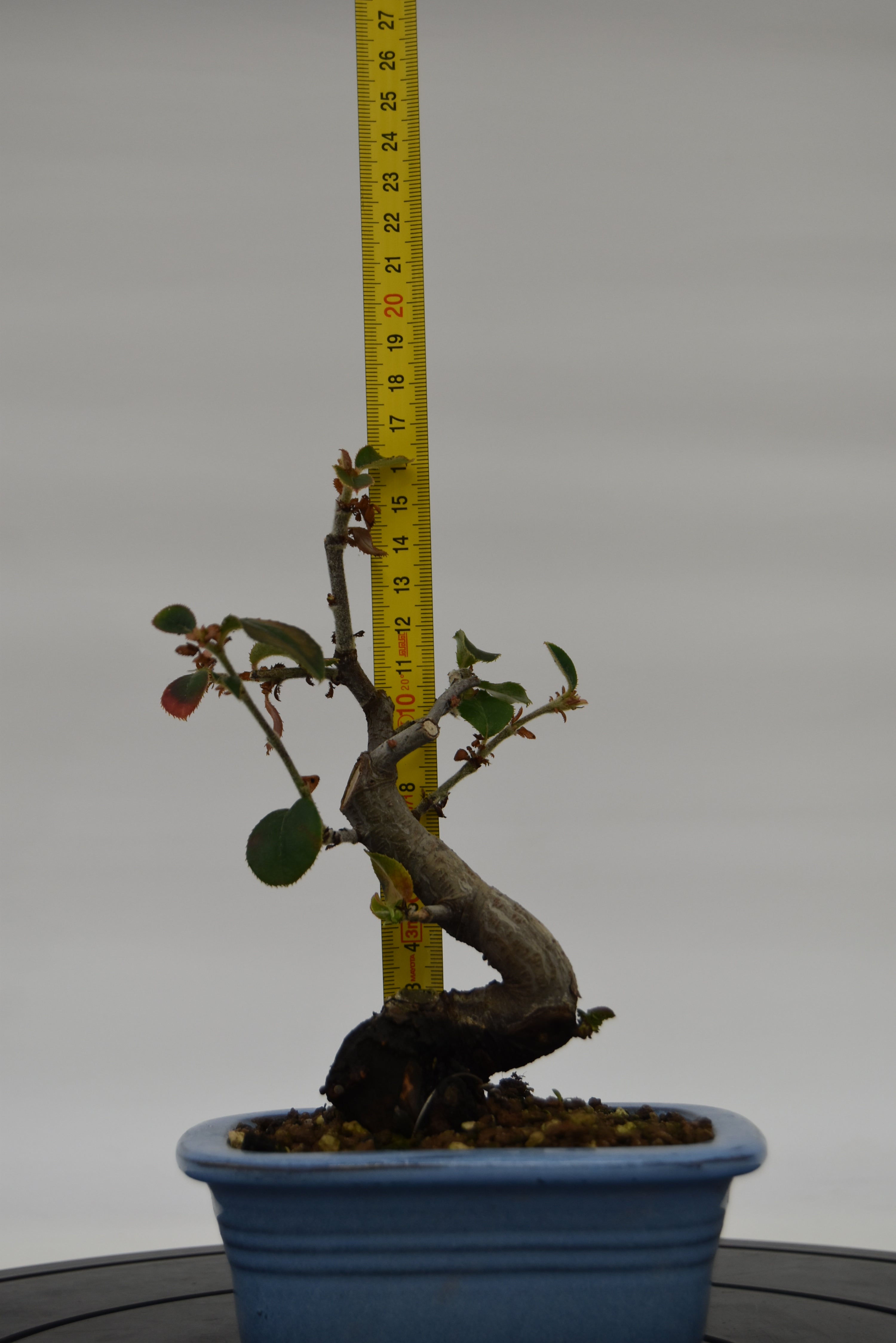 Chòenomeles € 45 | La Gemma del bonsai