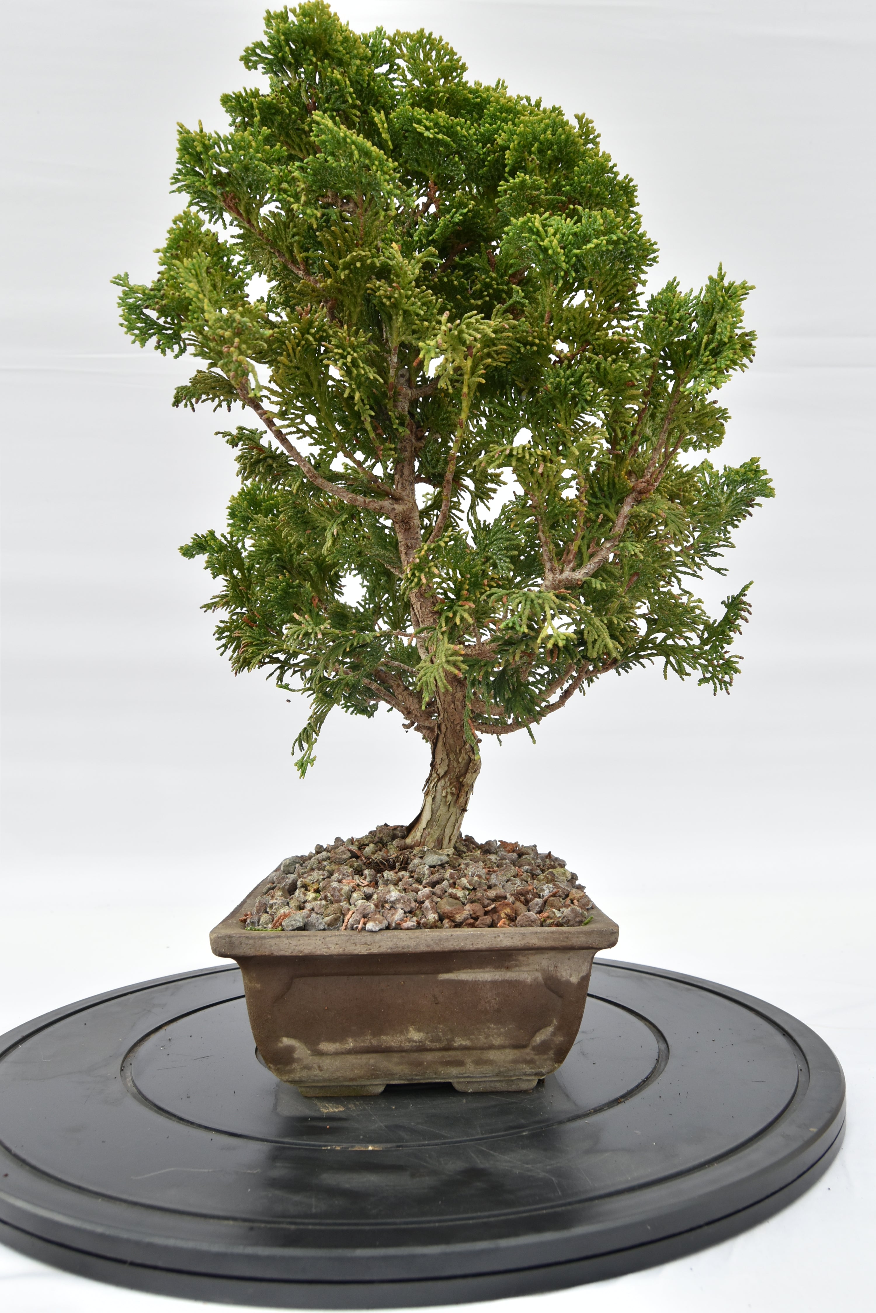 Cipresso Japan € 200 | La Gemma del bonsai