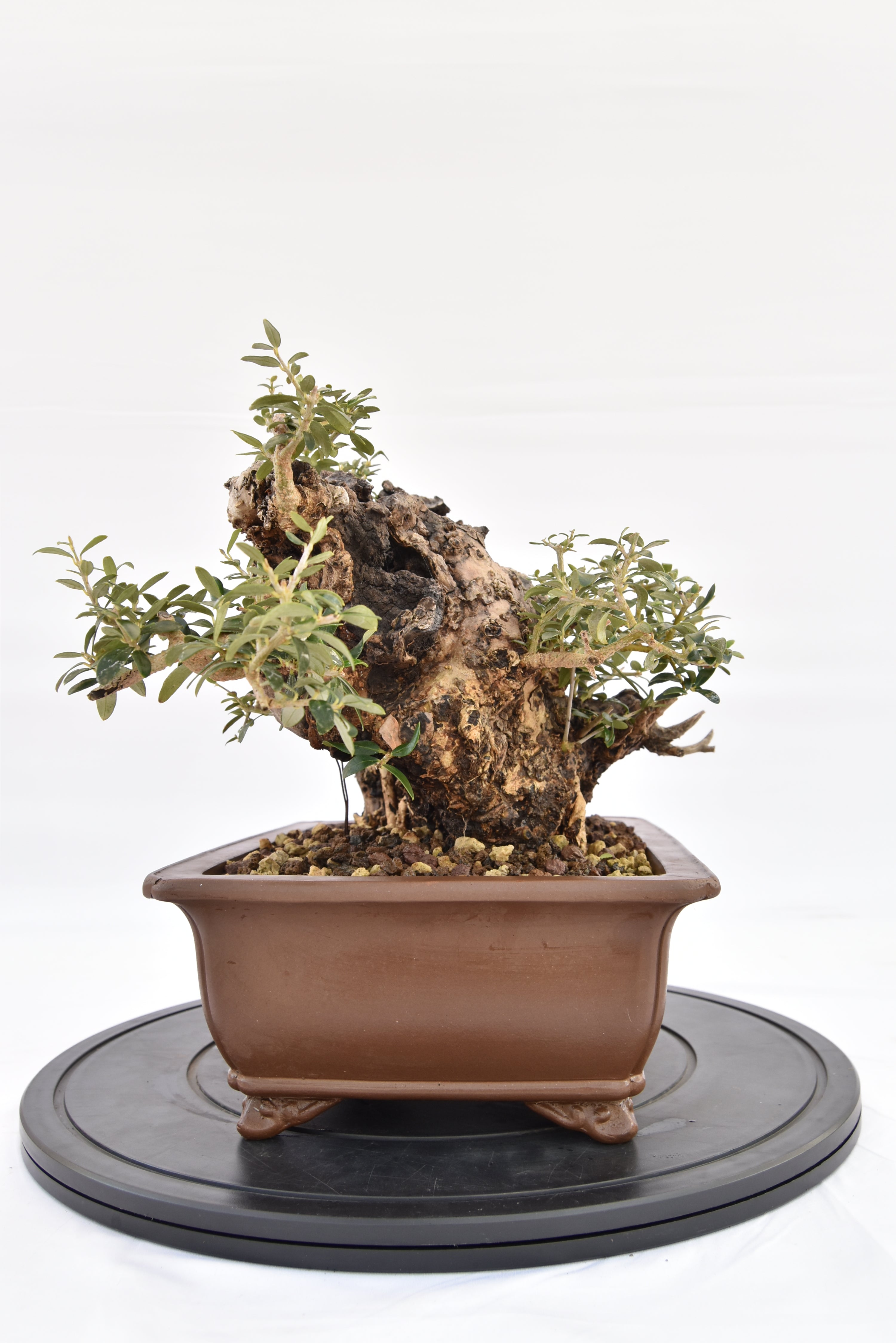 Olivastro € 530 | La Gemma del bonsai