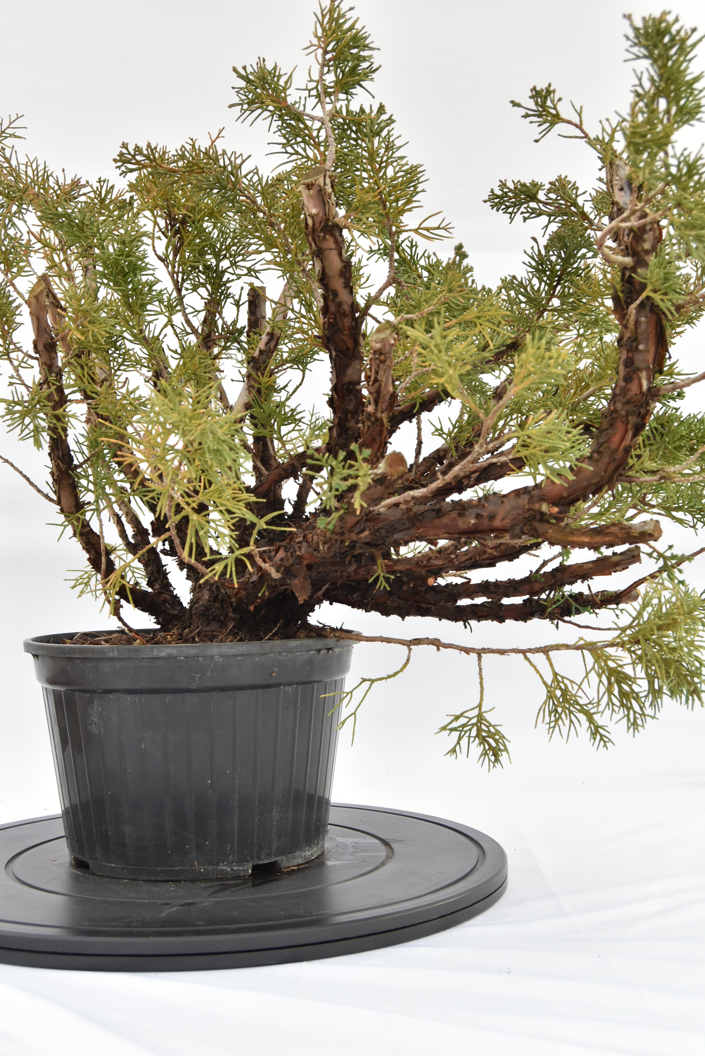 Ginepro Kishu € 100 | La Gemma del bonsai