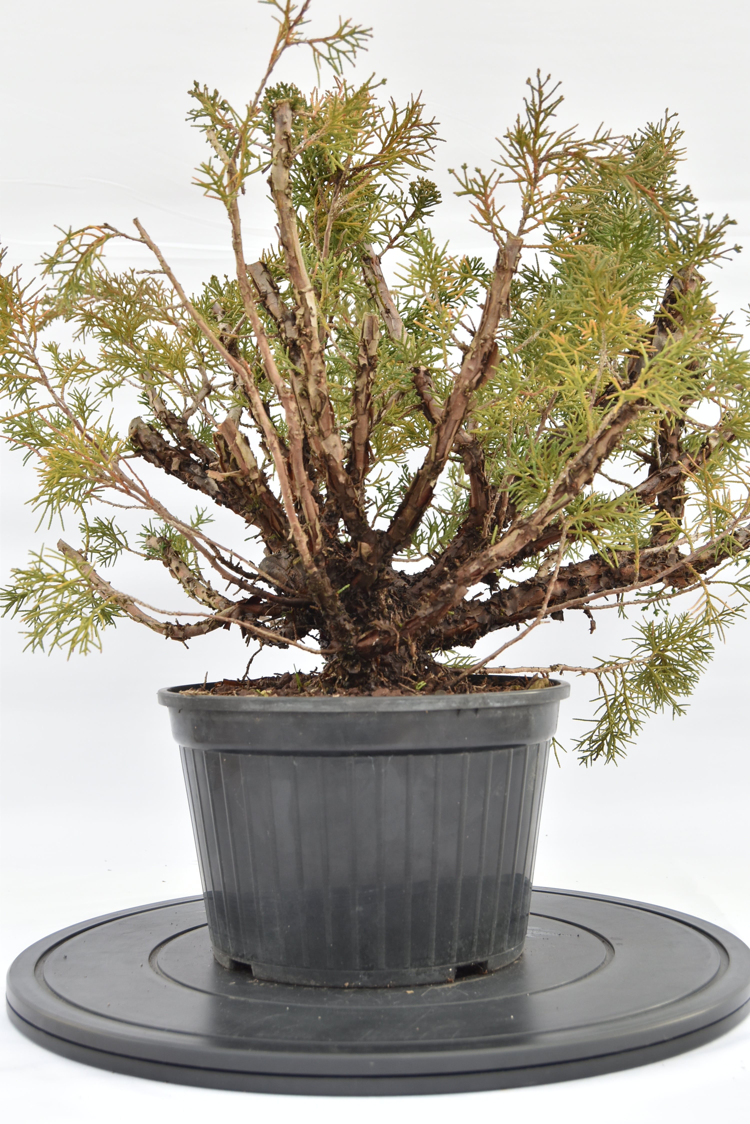 Ginepro Kishu € 100 | La Gemma del bonsai