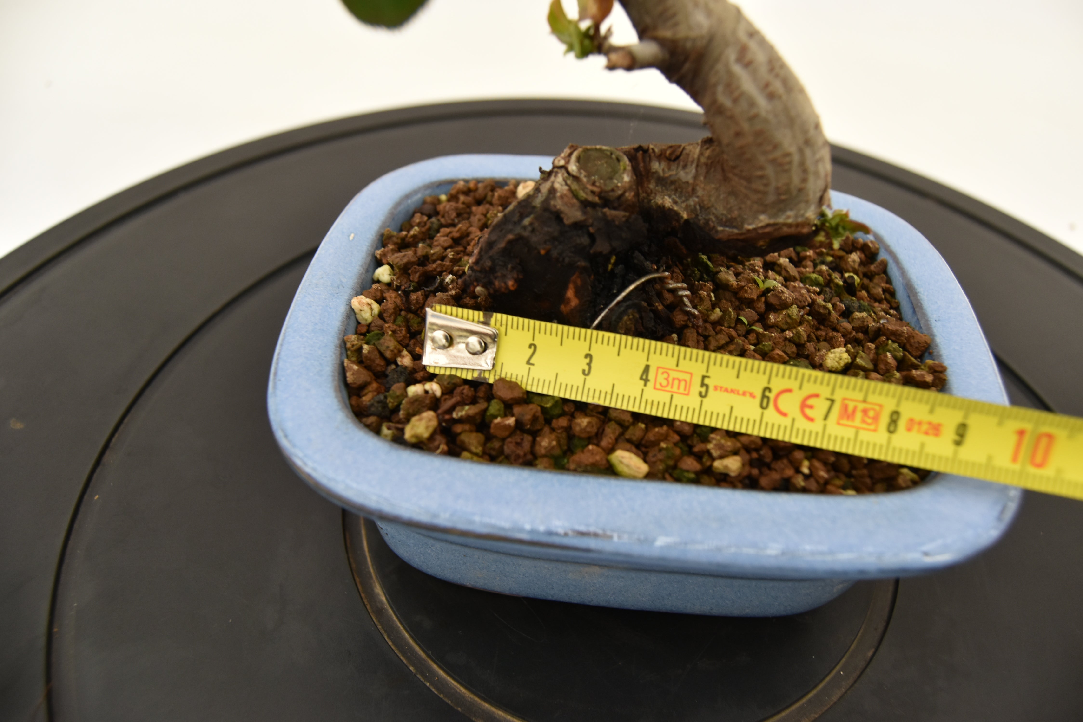 Chòenomeles € 45 | La Gemma del bonsai