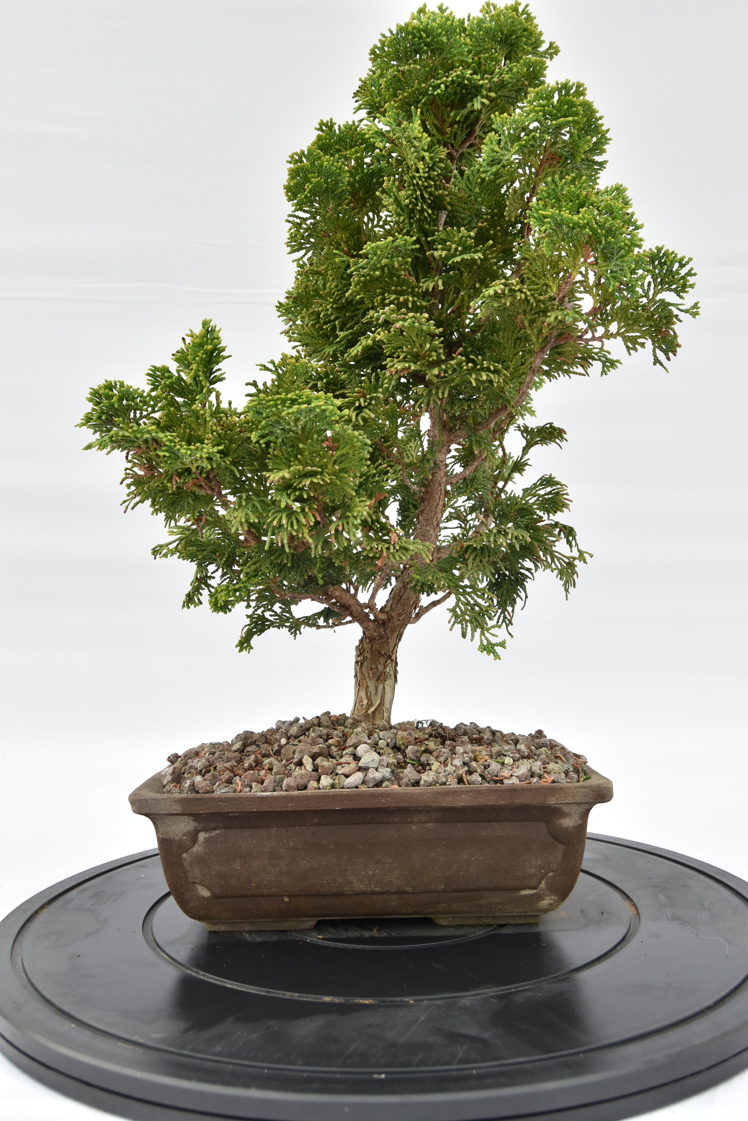 Cipresso Japan € 200 | La Gemma del bonsai