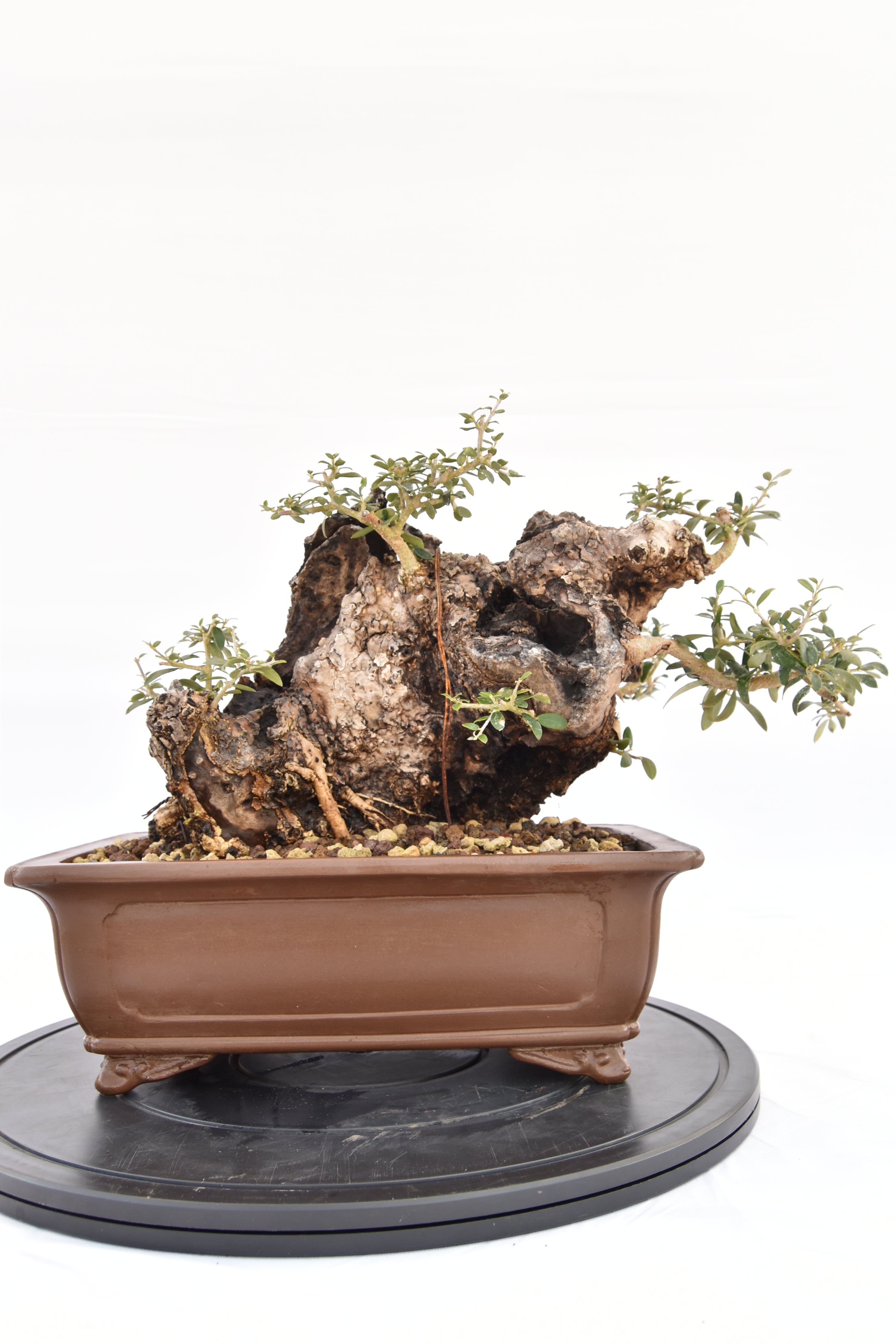 Olivastro € 530 | La Gemma del bonsai