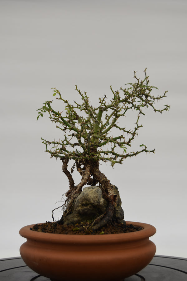 Rosa Japan €160 | La Gemma del bonsai