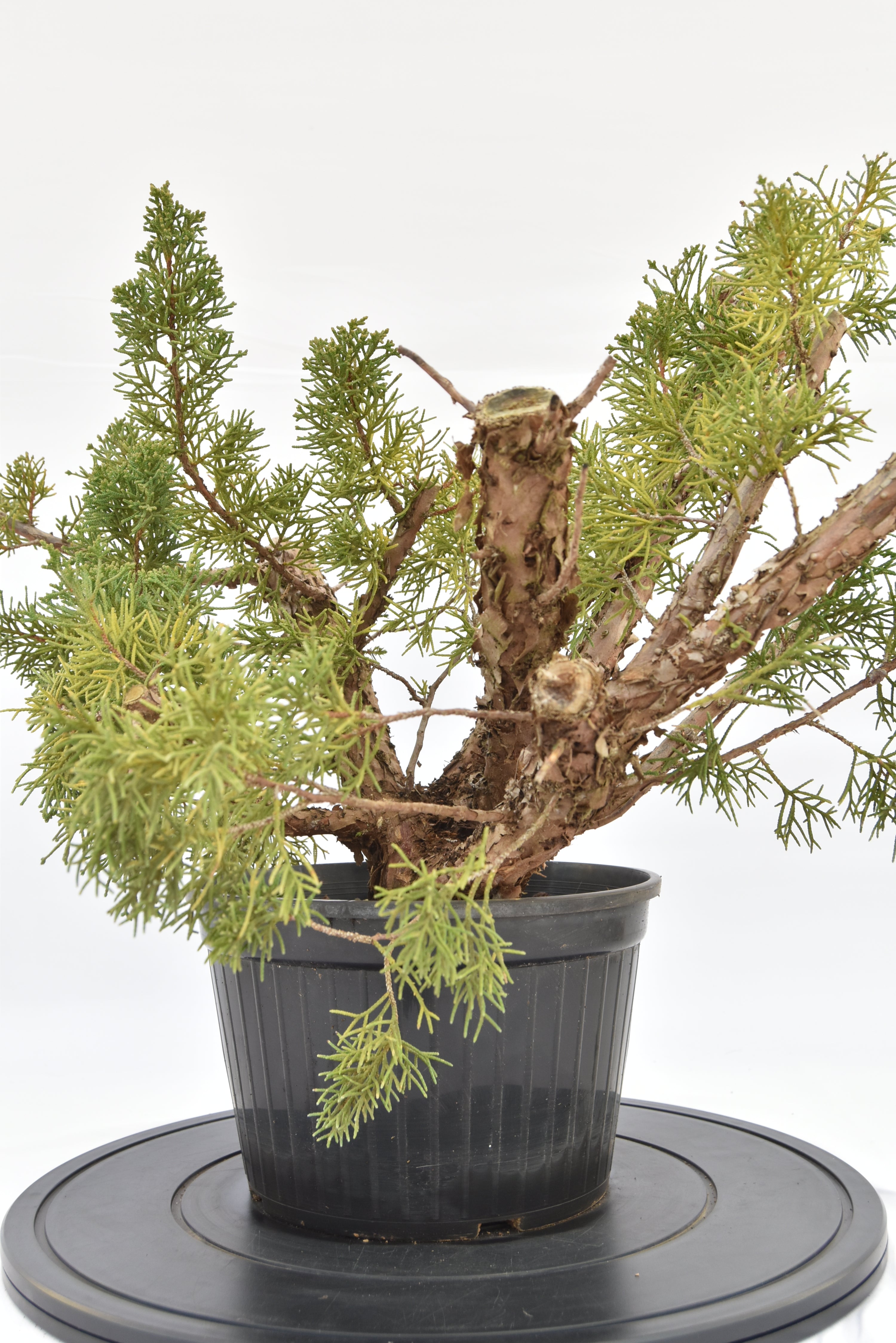 Ginepro Kishu € 100 | La Gemma del bonsai