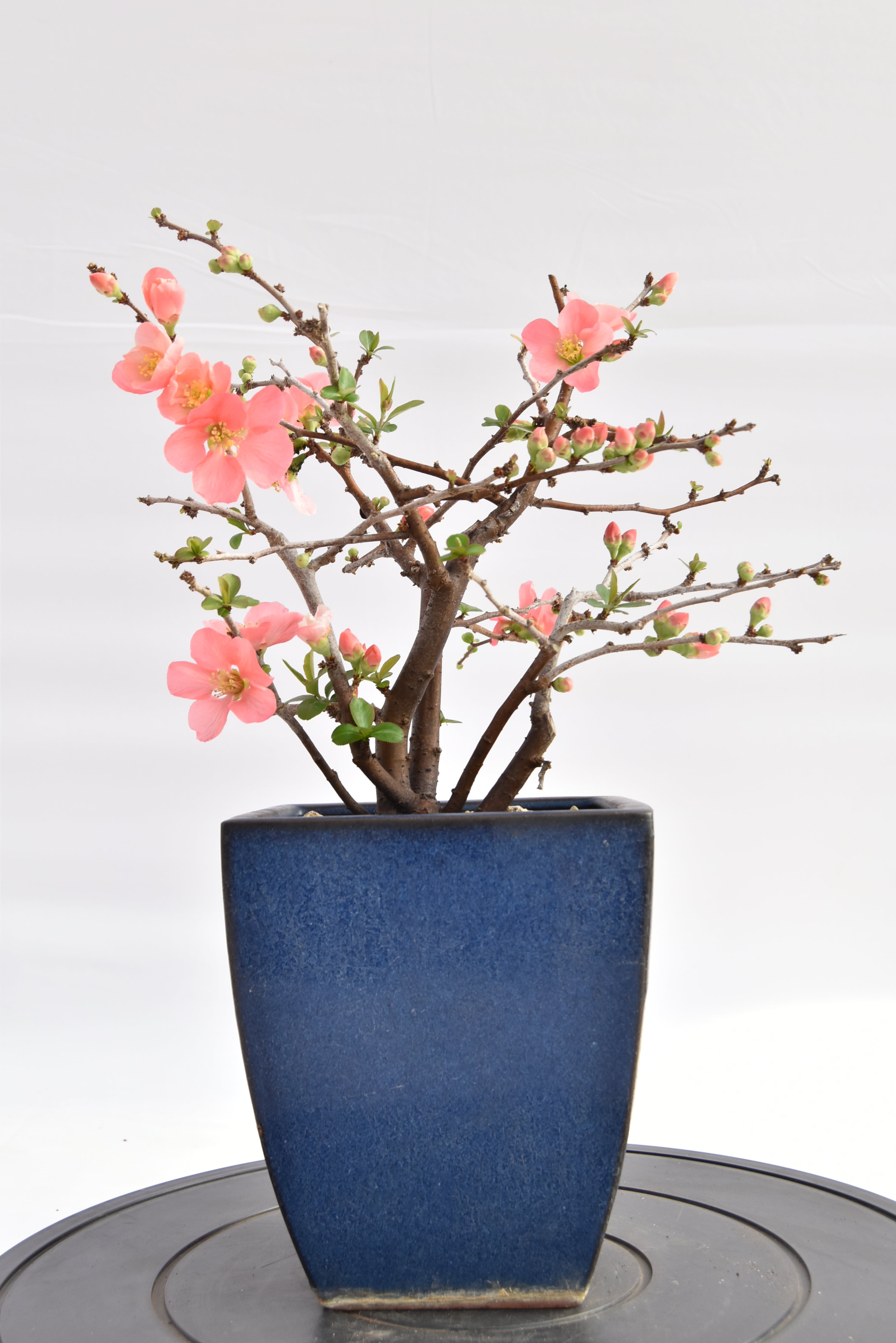 Chaenomeles rosa € 150 | La Gemma del bonsai