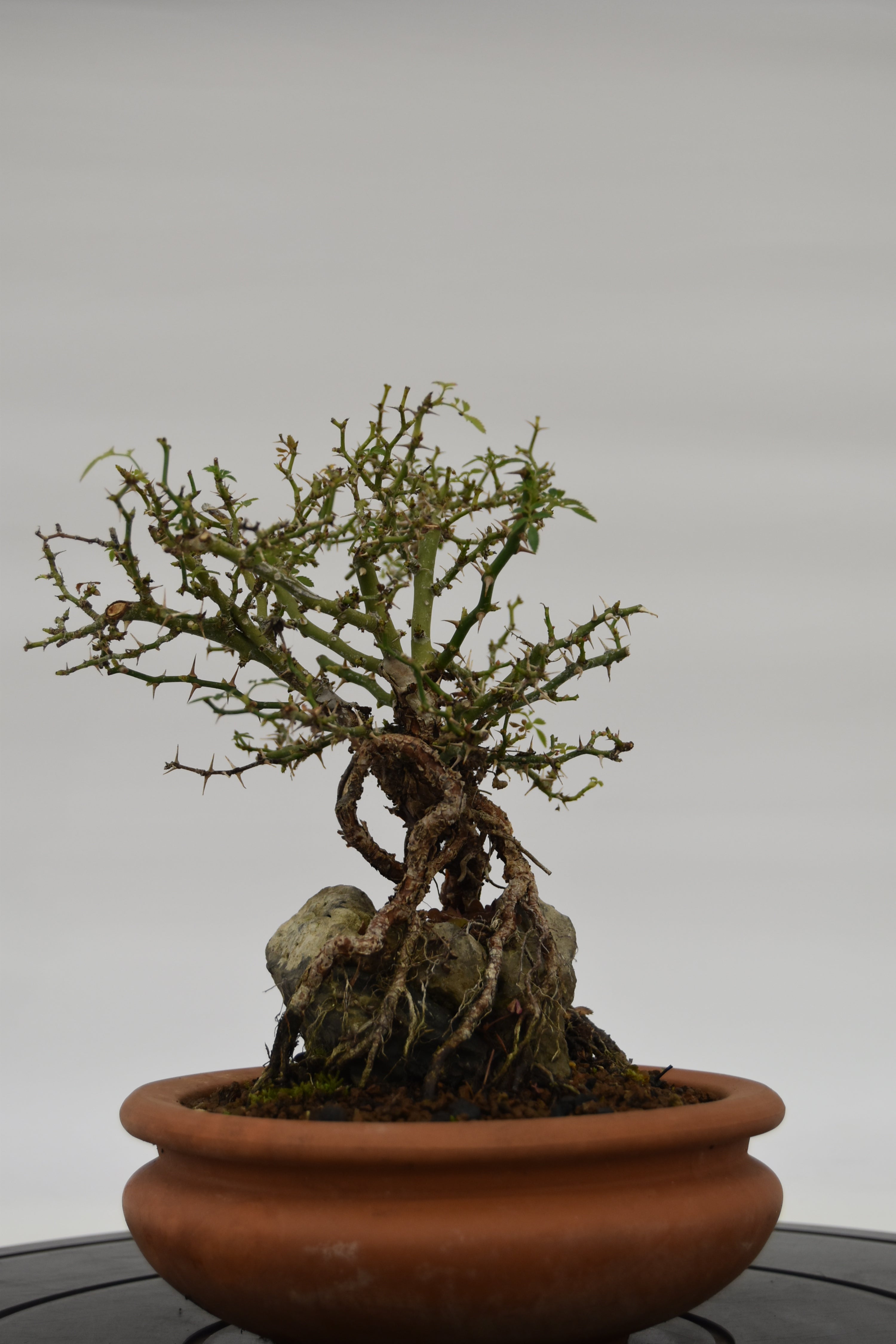 Rosa Japan €160 | La Gemma del bonsai
