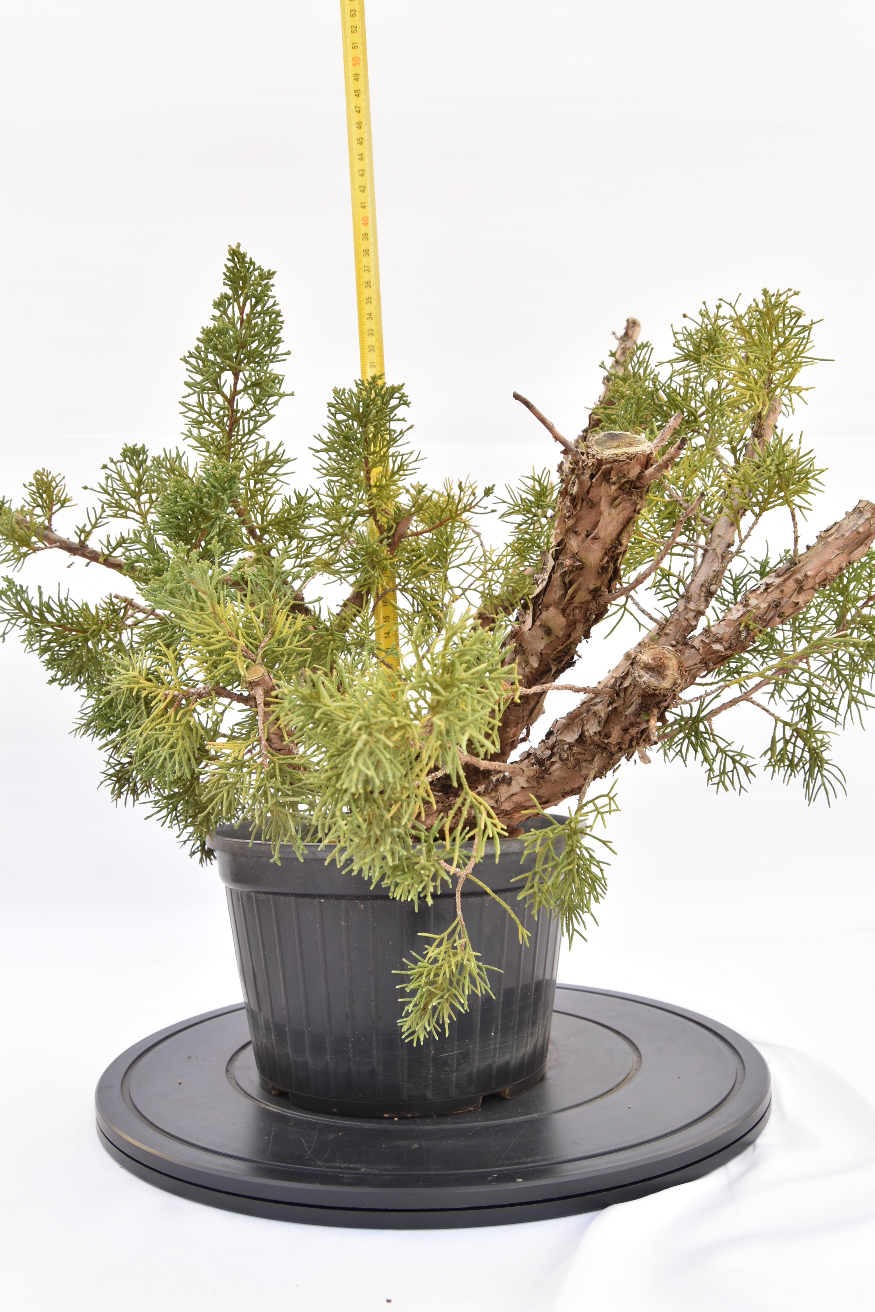 Ginepro Kishu € 100 | La Gemma del bonsai