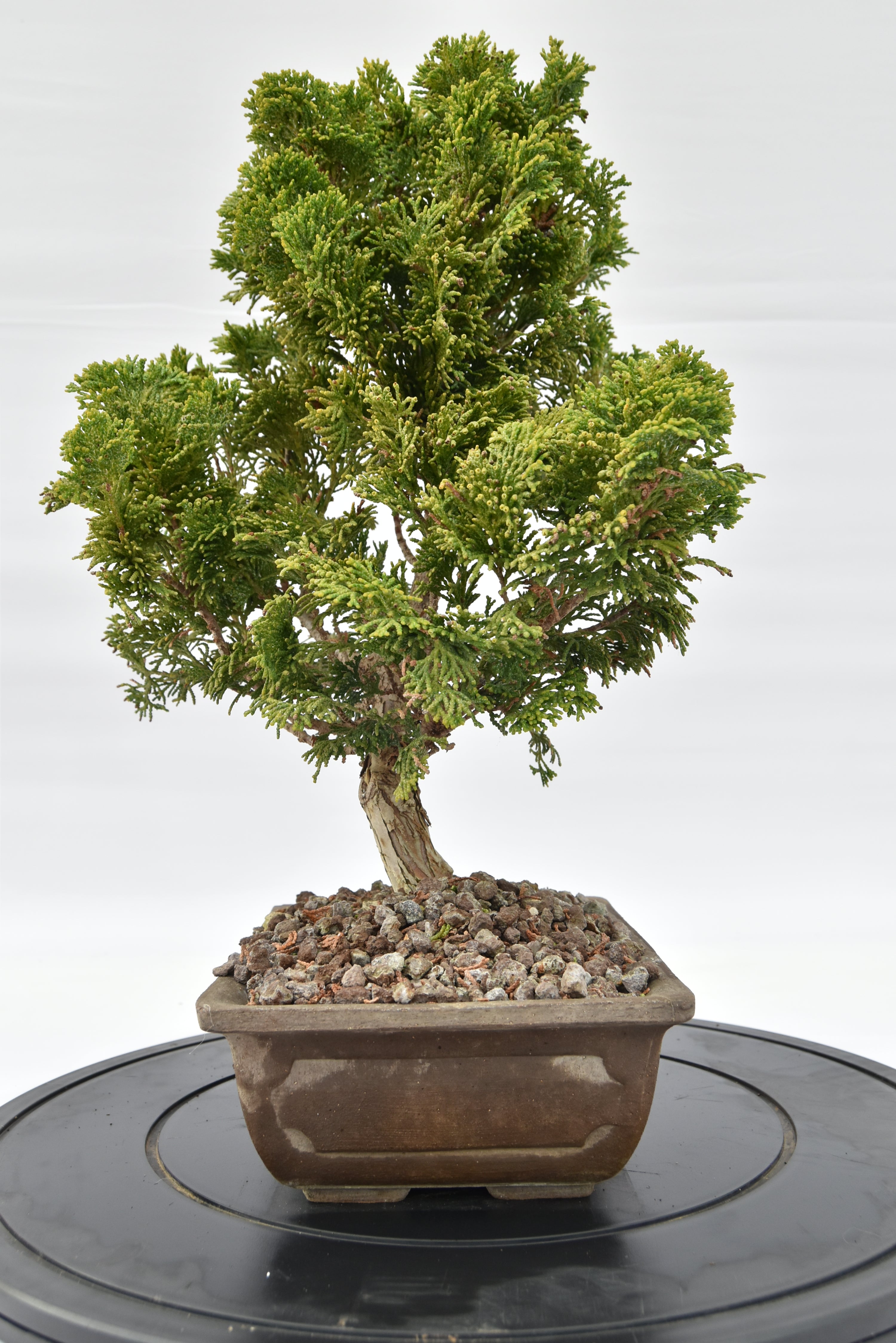 Cipresso Japan € 200 | La Gemma del bonsai