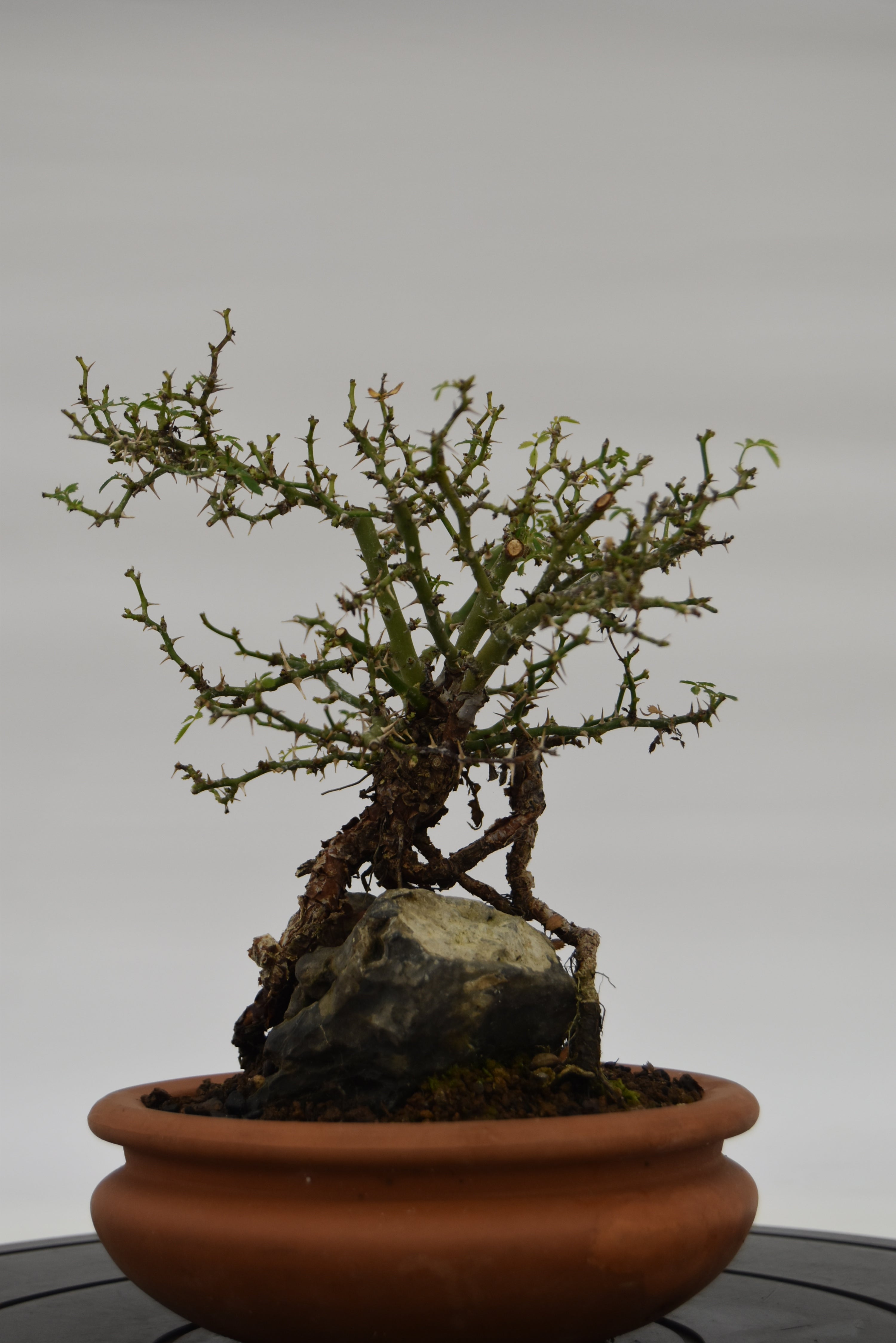 Rosa Japan €160 | La Gemma del bonsai