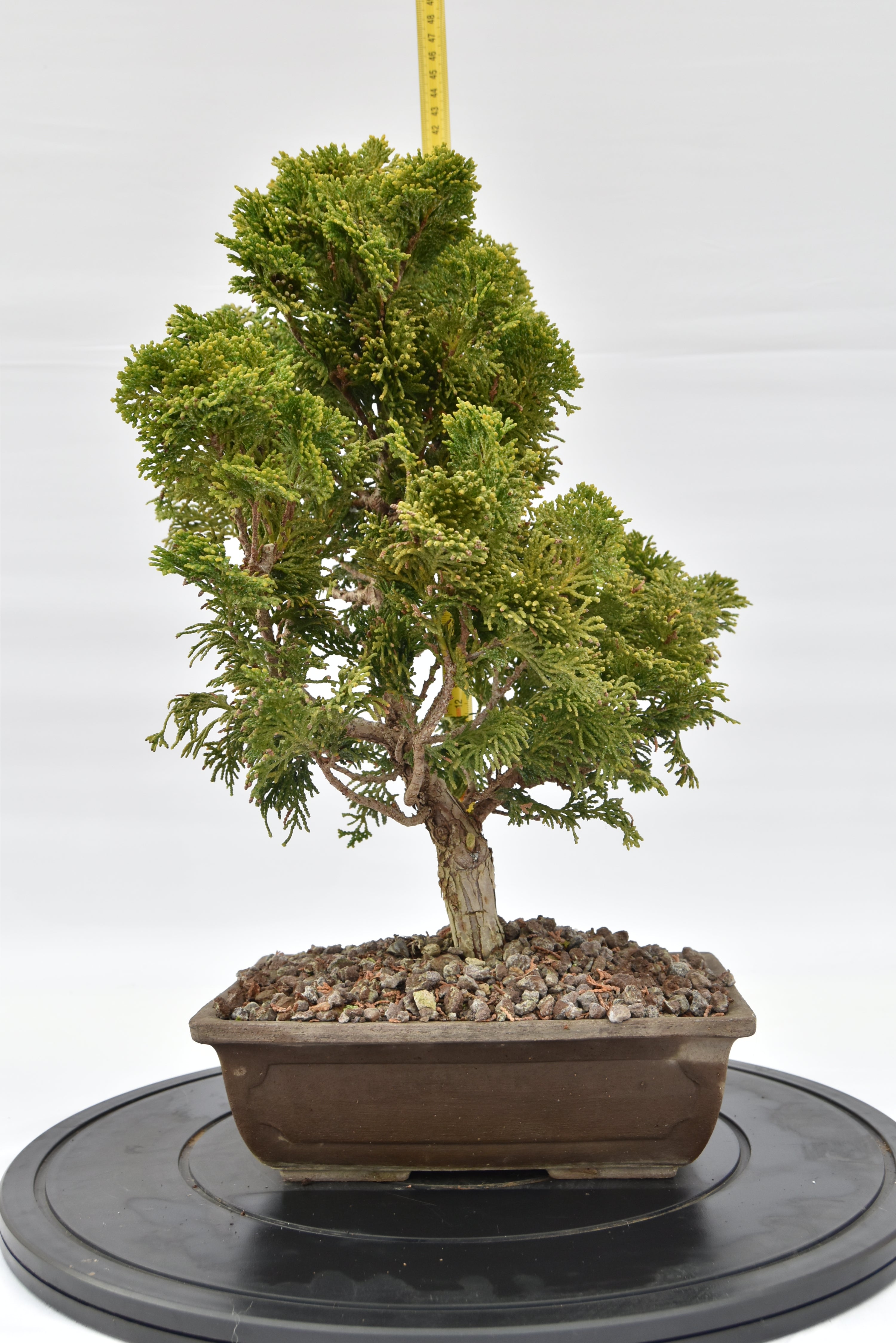 Cipresso Japan € 200 | La Gemma del bonsai