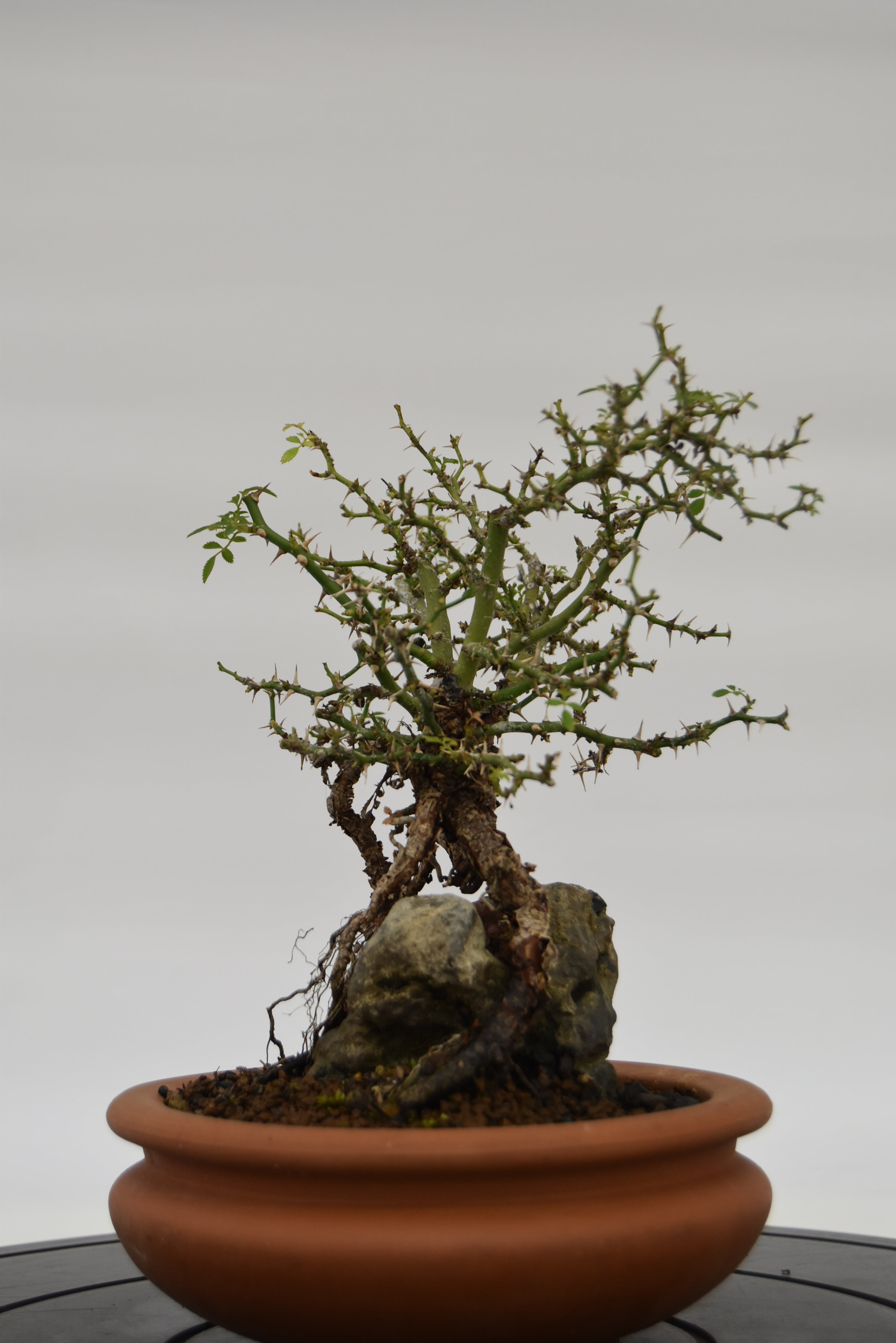 Rosa Japan €160 | La Gemma del bonsai