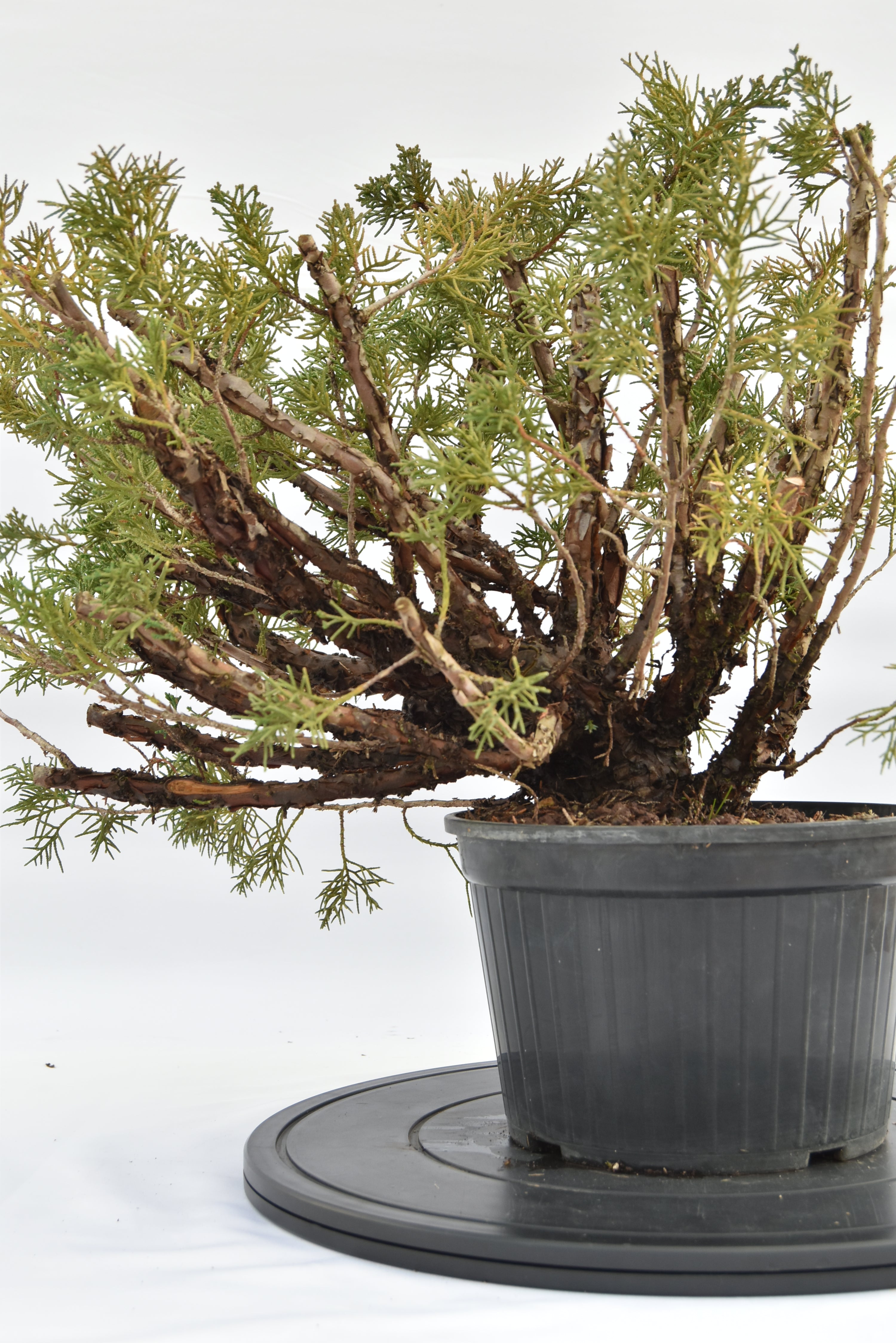 Ginepro Kishu € 100 | La Gemma del bonsai