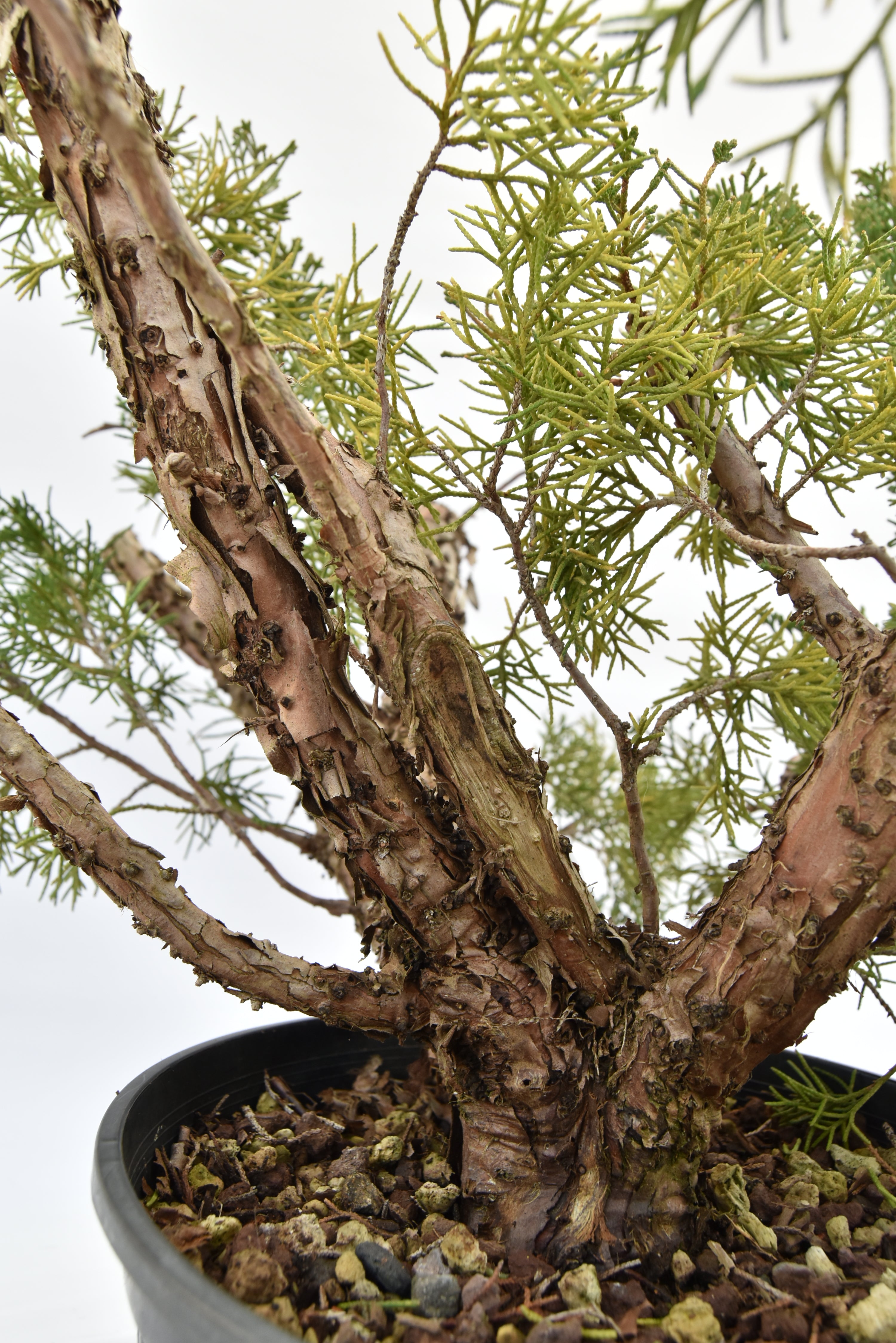 Ginepro Kishu € 100 | La Gemma del bonsai