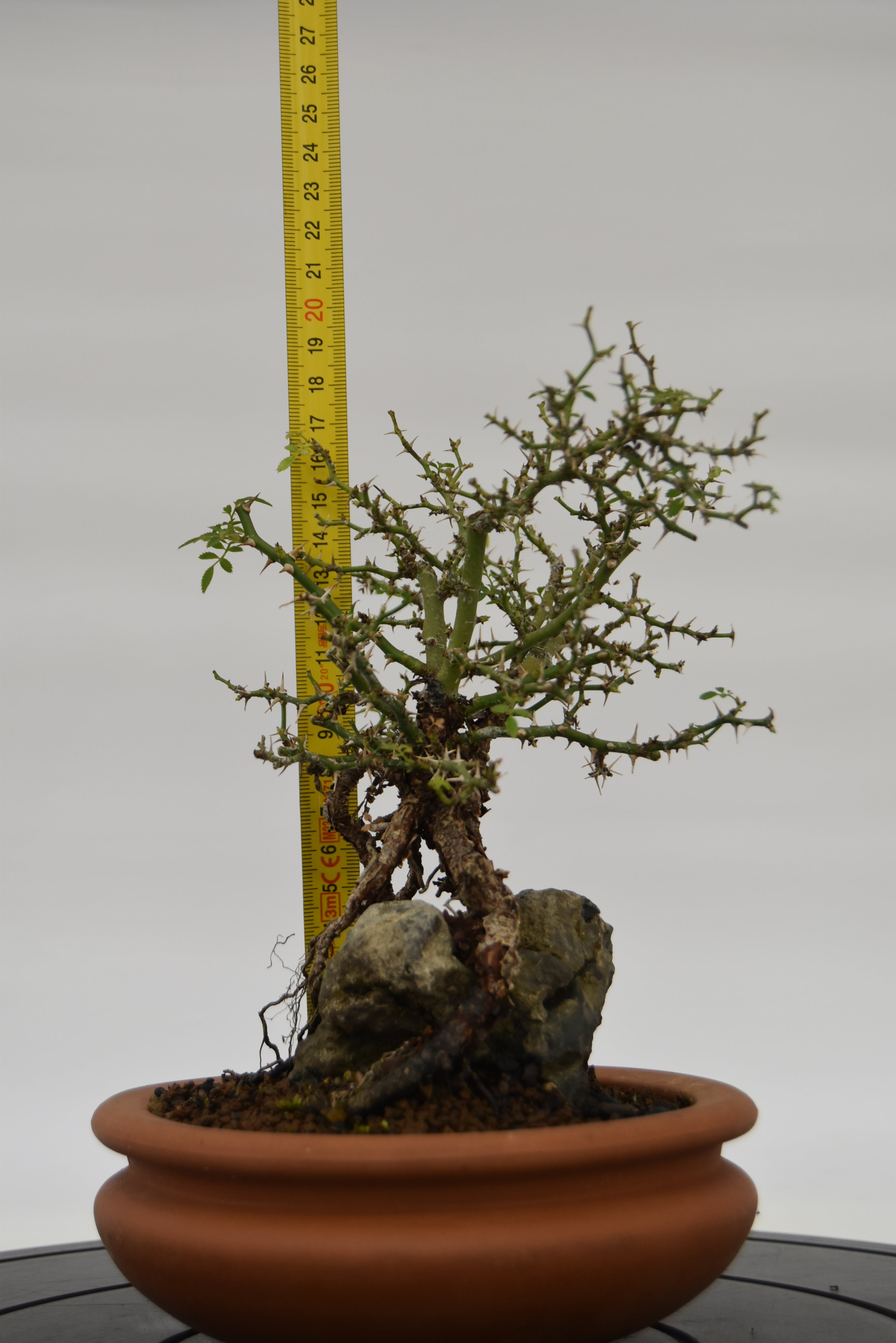 Rosa Japan €160 | La Gemma del bonsai