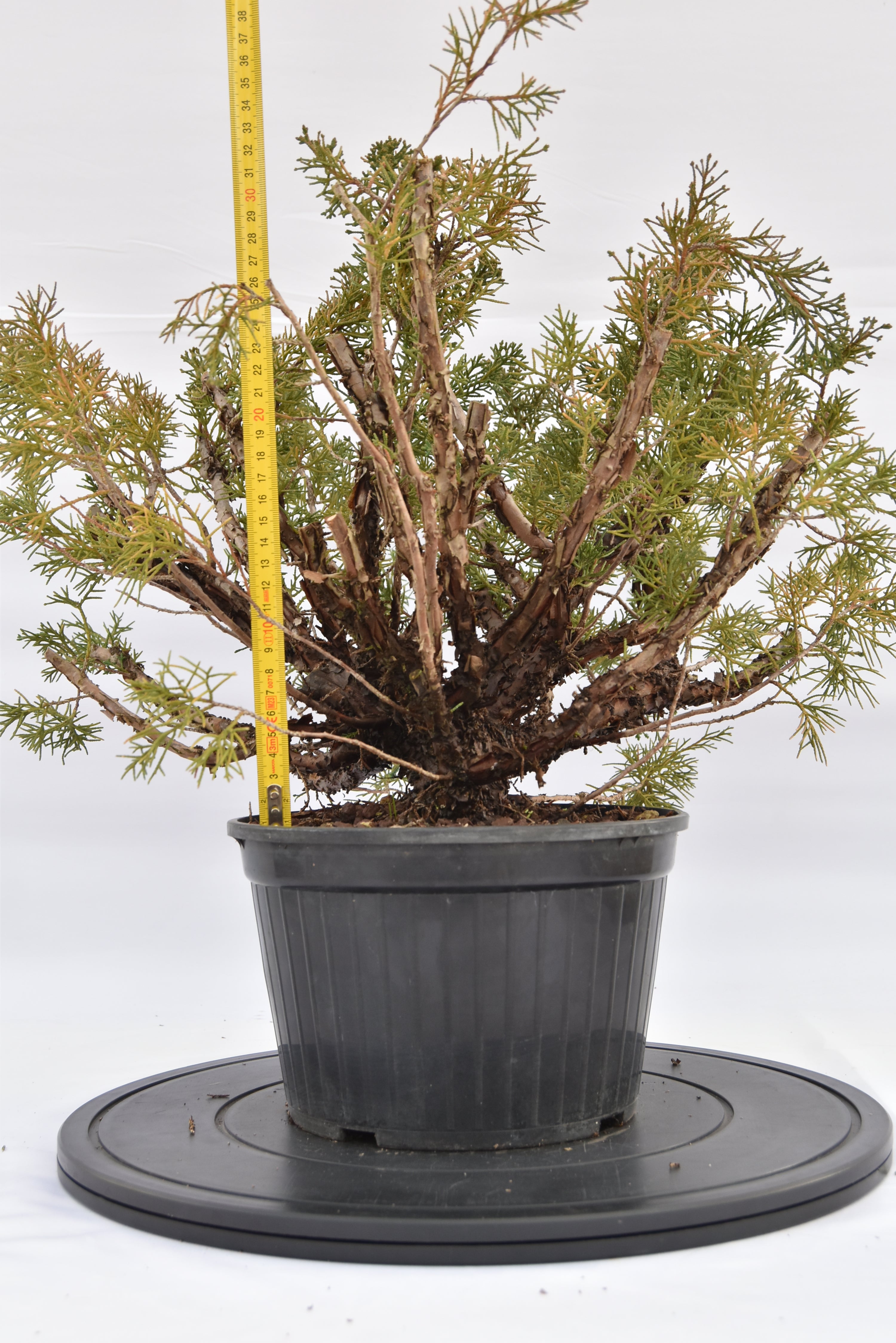 Ginepro Kishu € 100 | La Gemma del bonsai