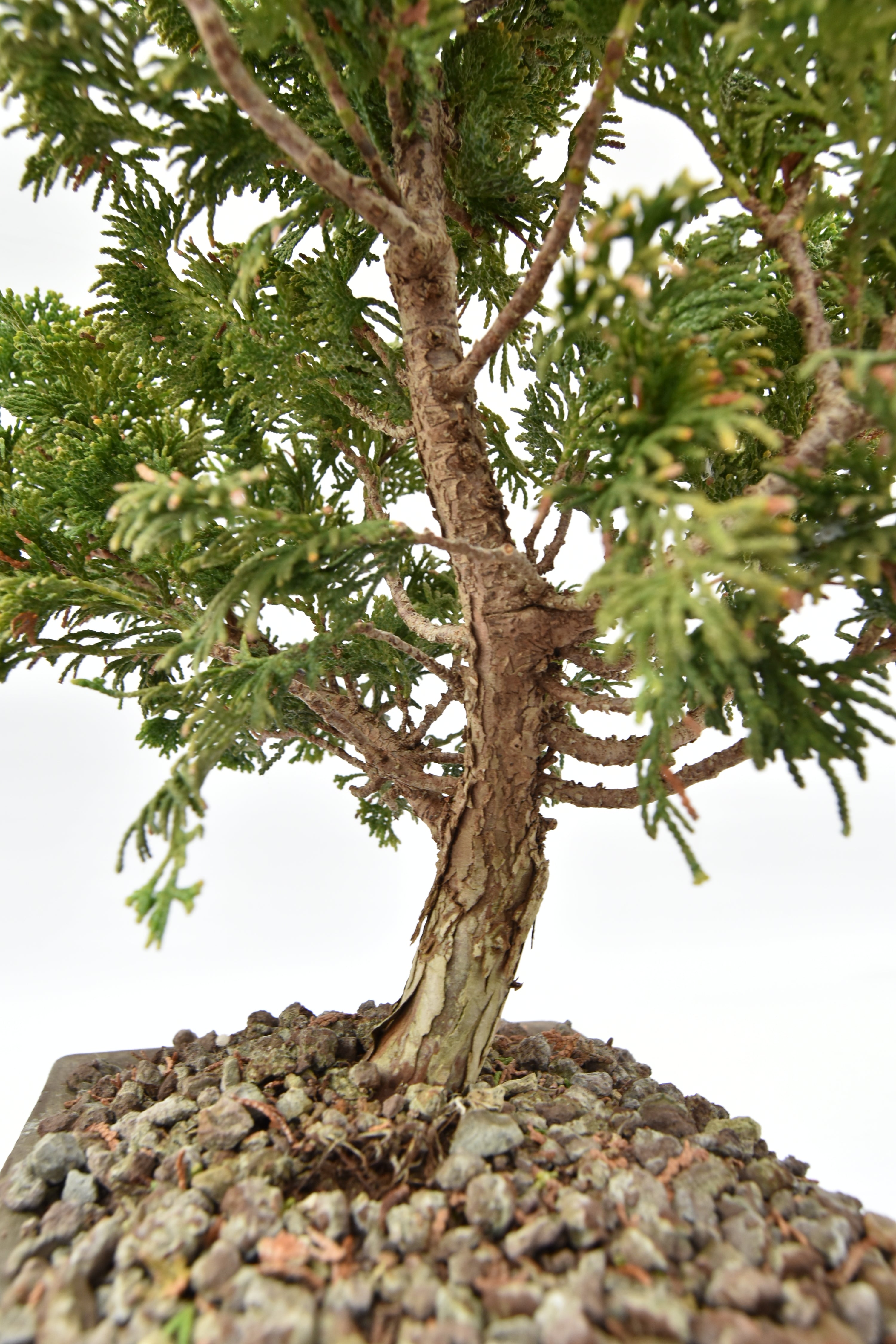Cipresso Japan € 200 | La Gemma del bonsai
