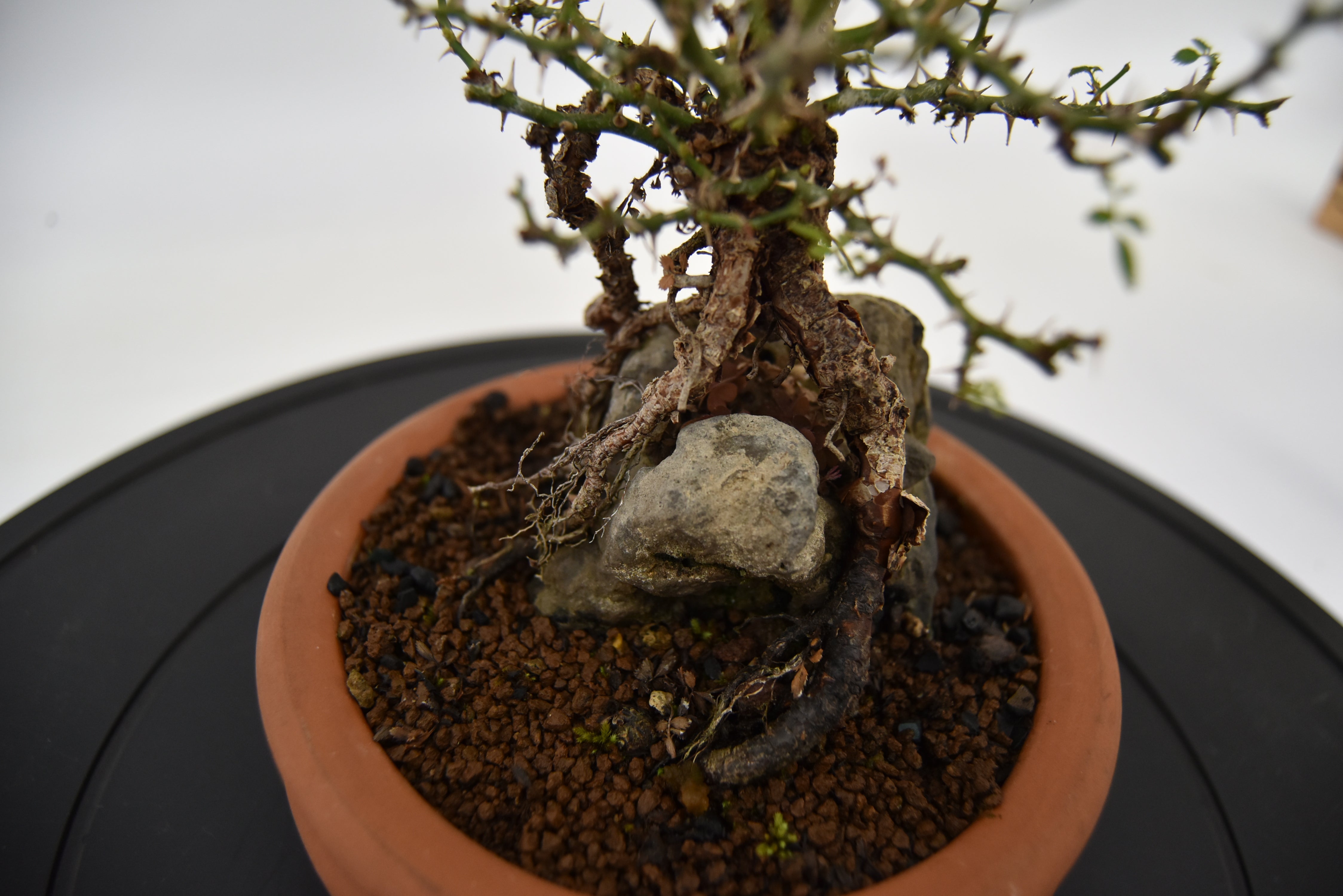 Rosa Japan €160 | La Gemma del bonsai