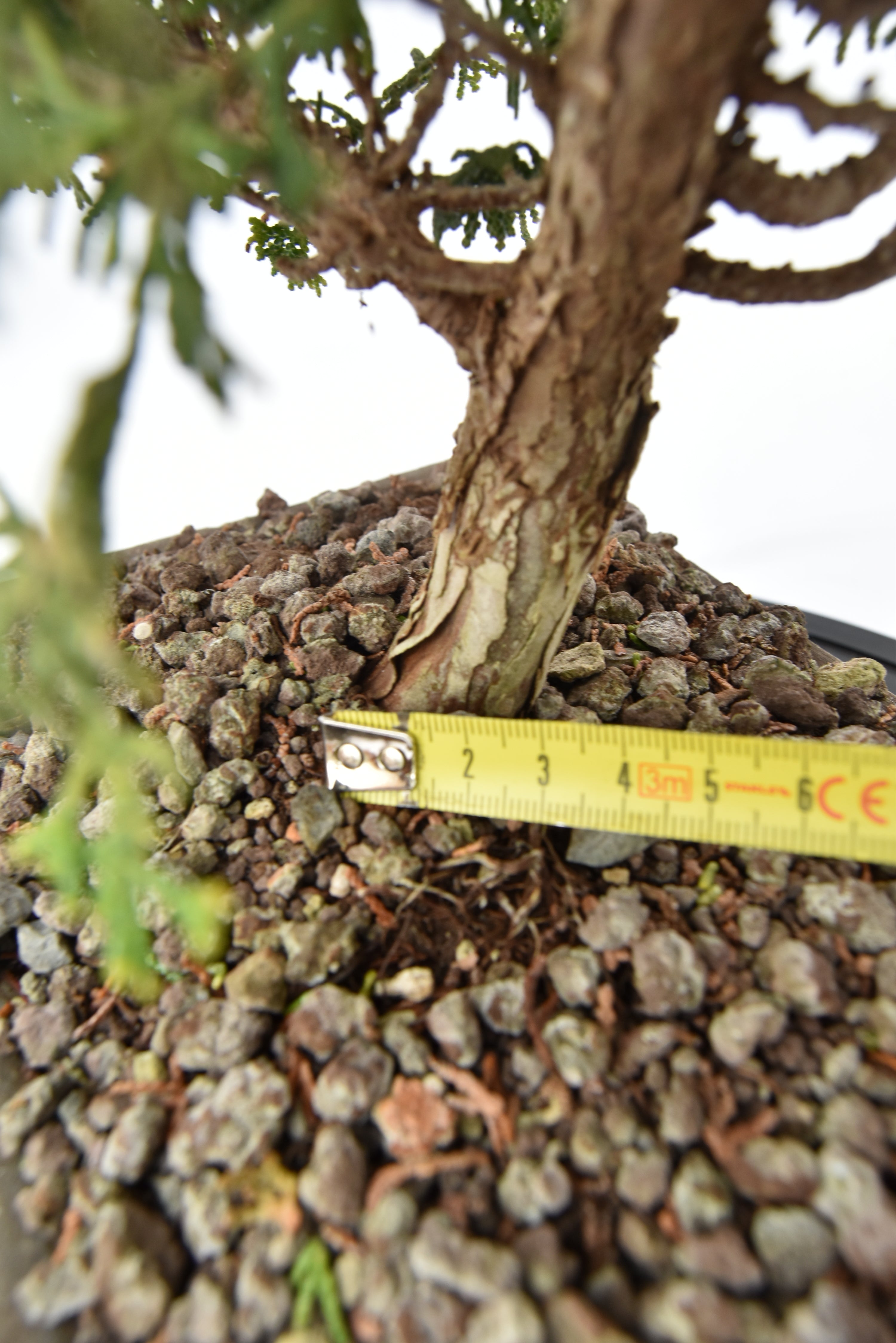Cipresso Japan € 200 | La Gemma del bonsai