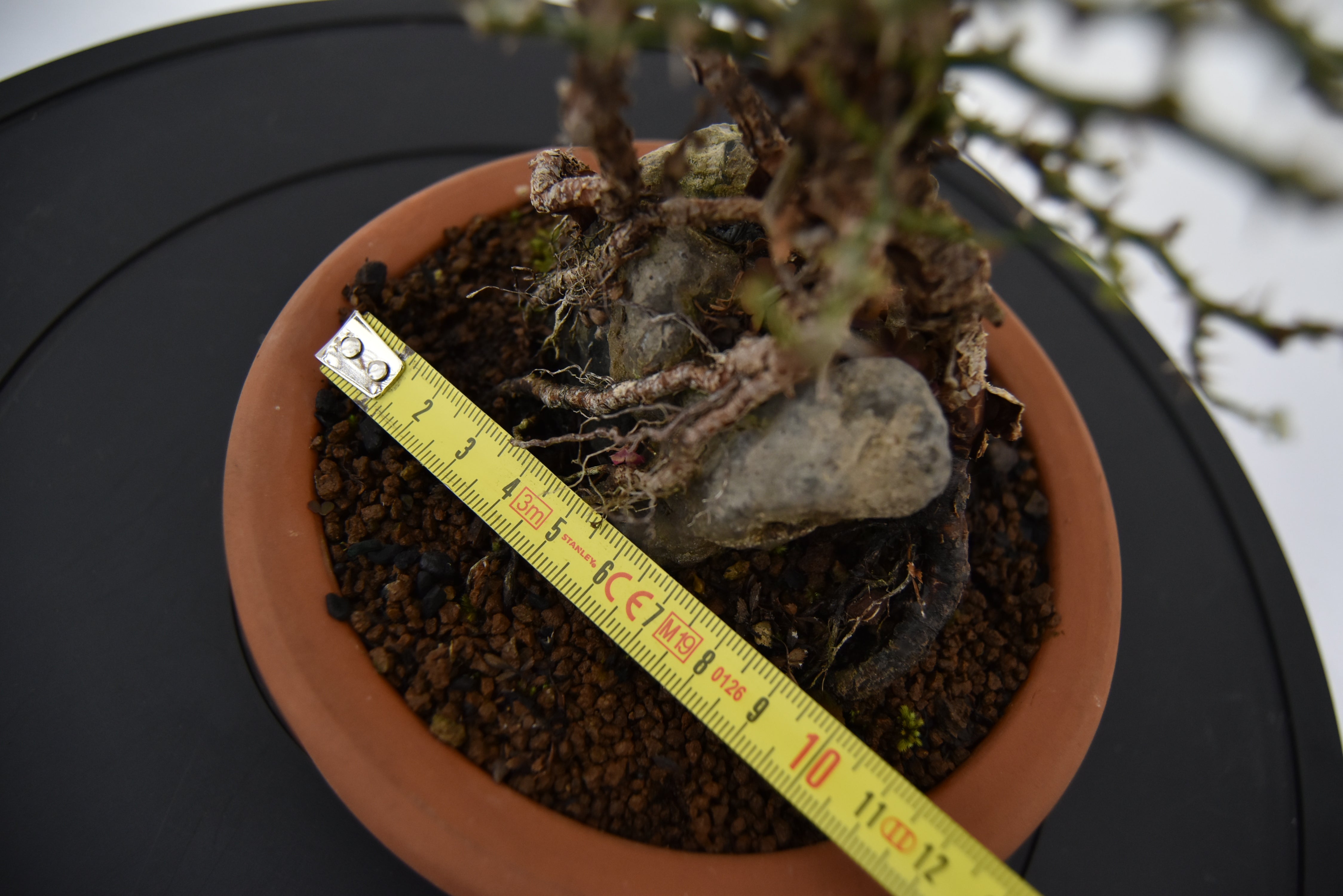 Rosa Japan €160 | La Gemma del bonsai