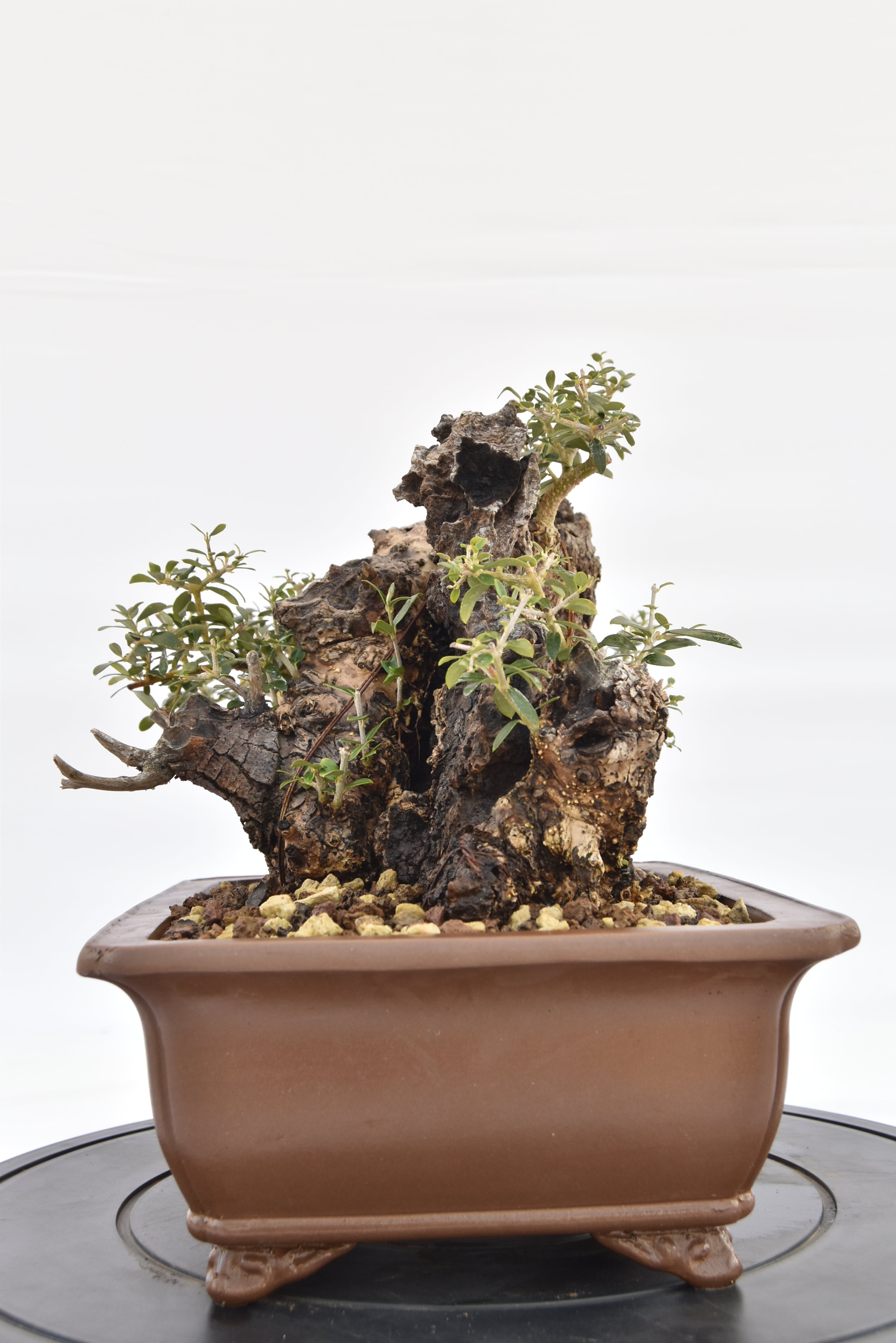 Olivastro € 530 | La Gemma del bonsai