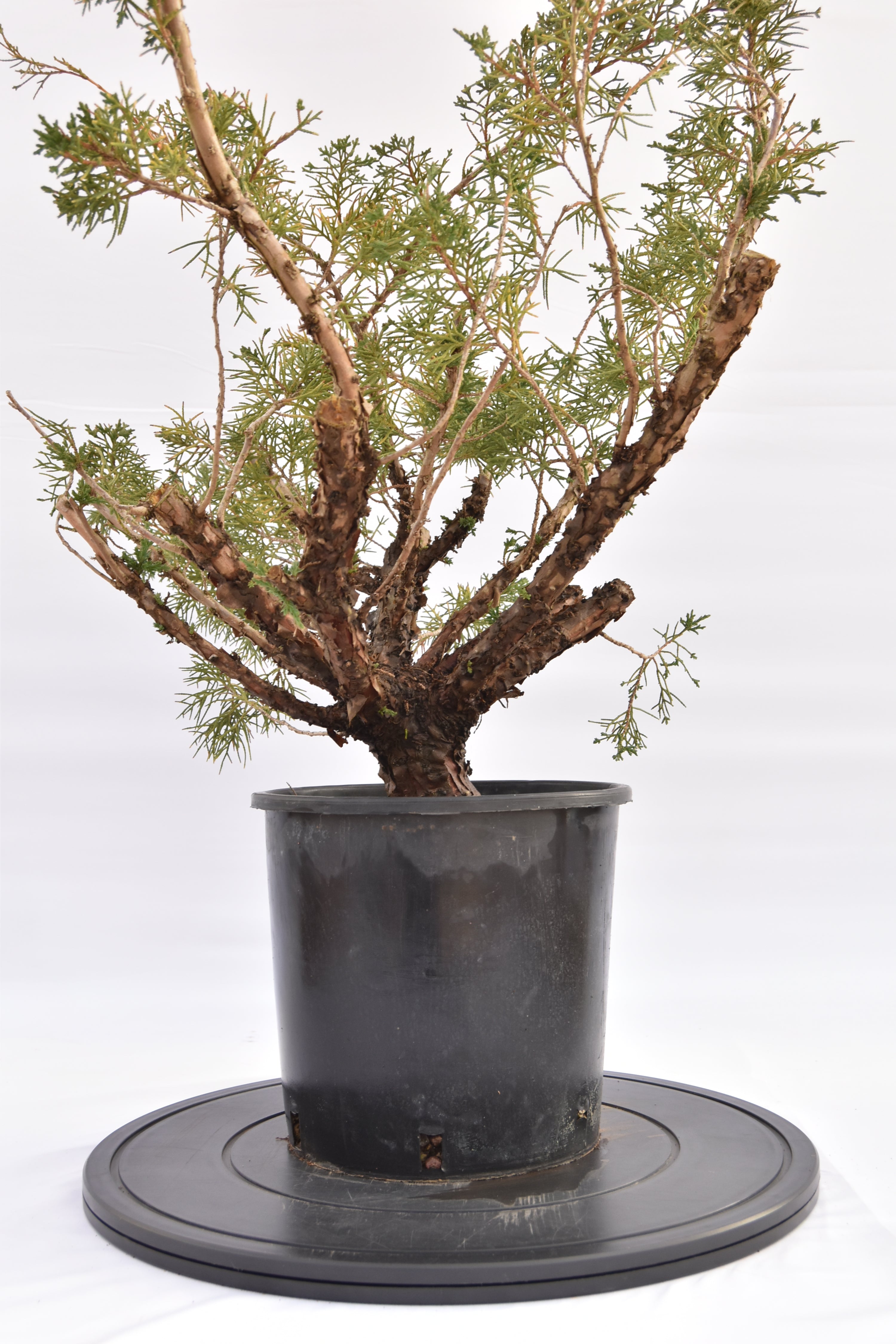 Ginepro Kishu € 100 | La Gemma del bonsai