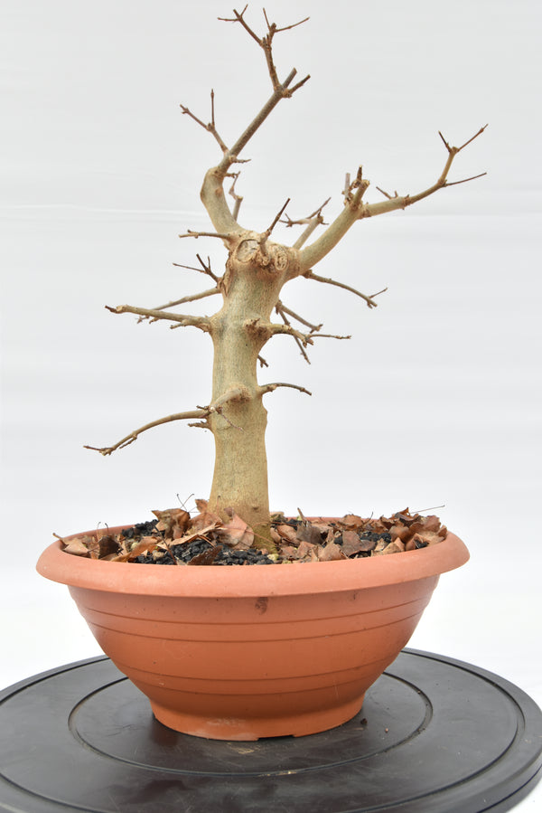 Acero Tridente € 130 | La Gemma del bonsai