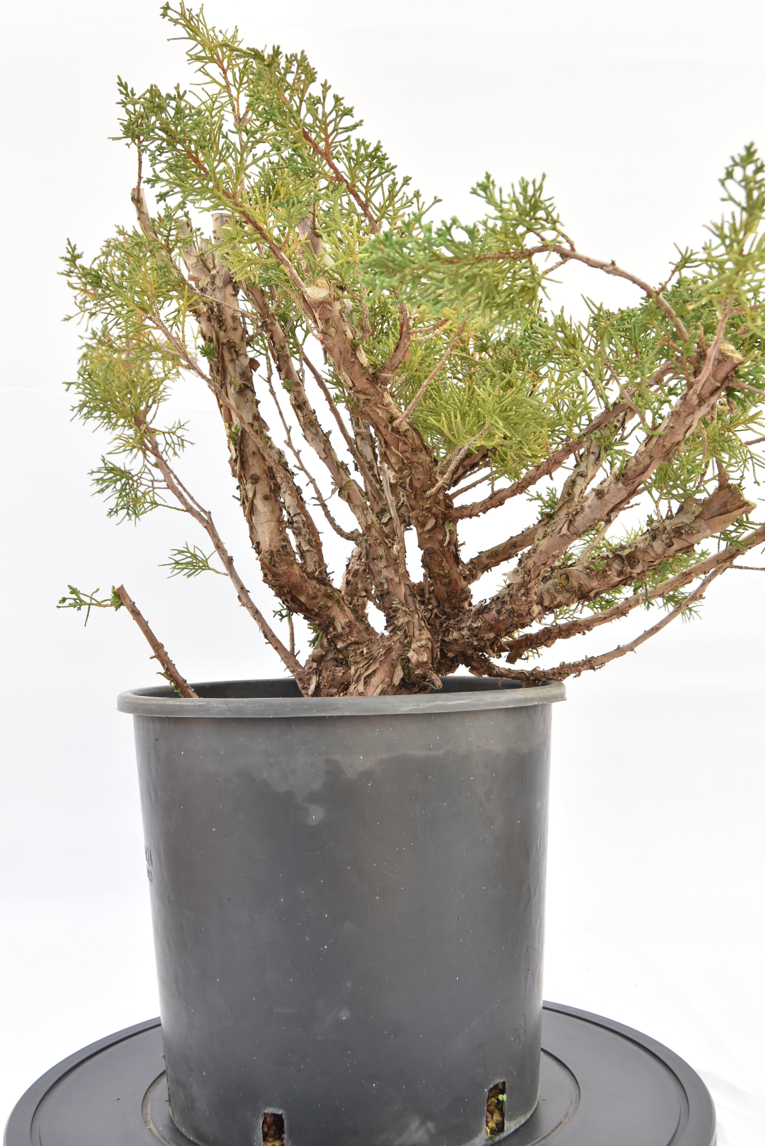 Ginepro Kishu € 150 | La Gemma del bonsai