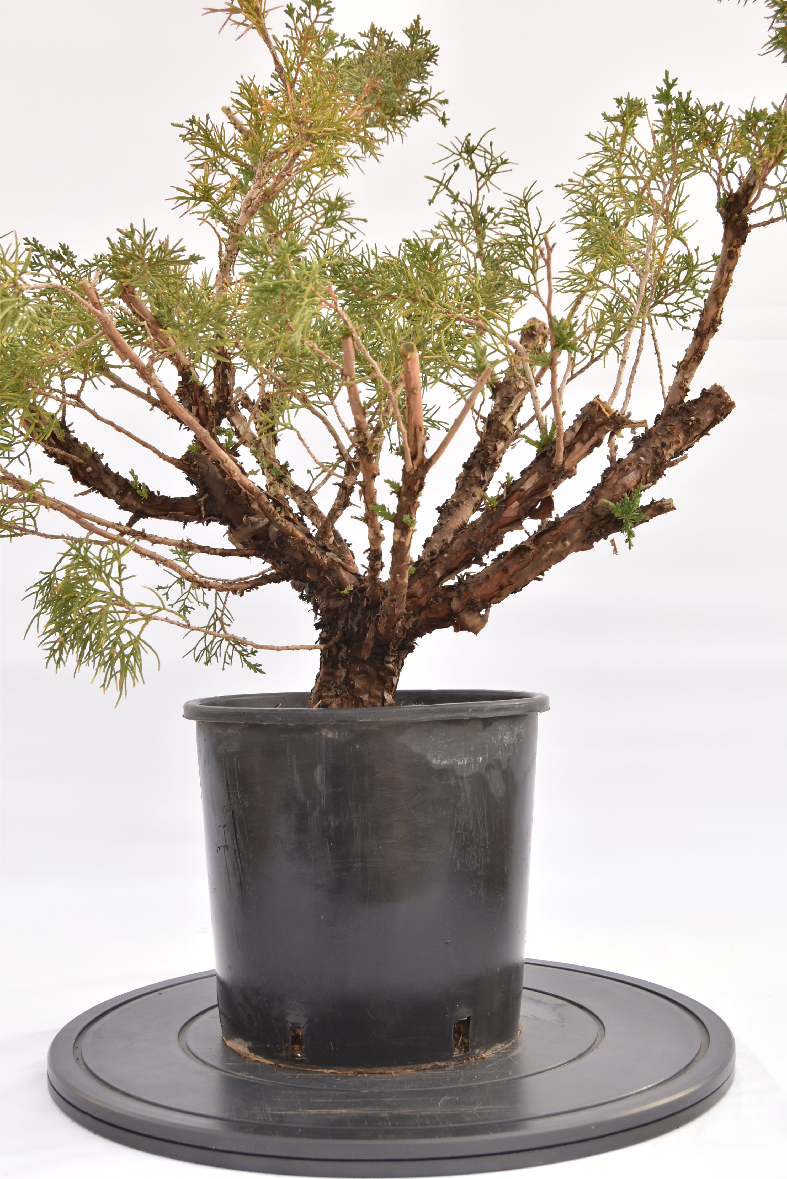 Ginepro Kishu € 100 | La Gemma del bonsai