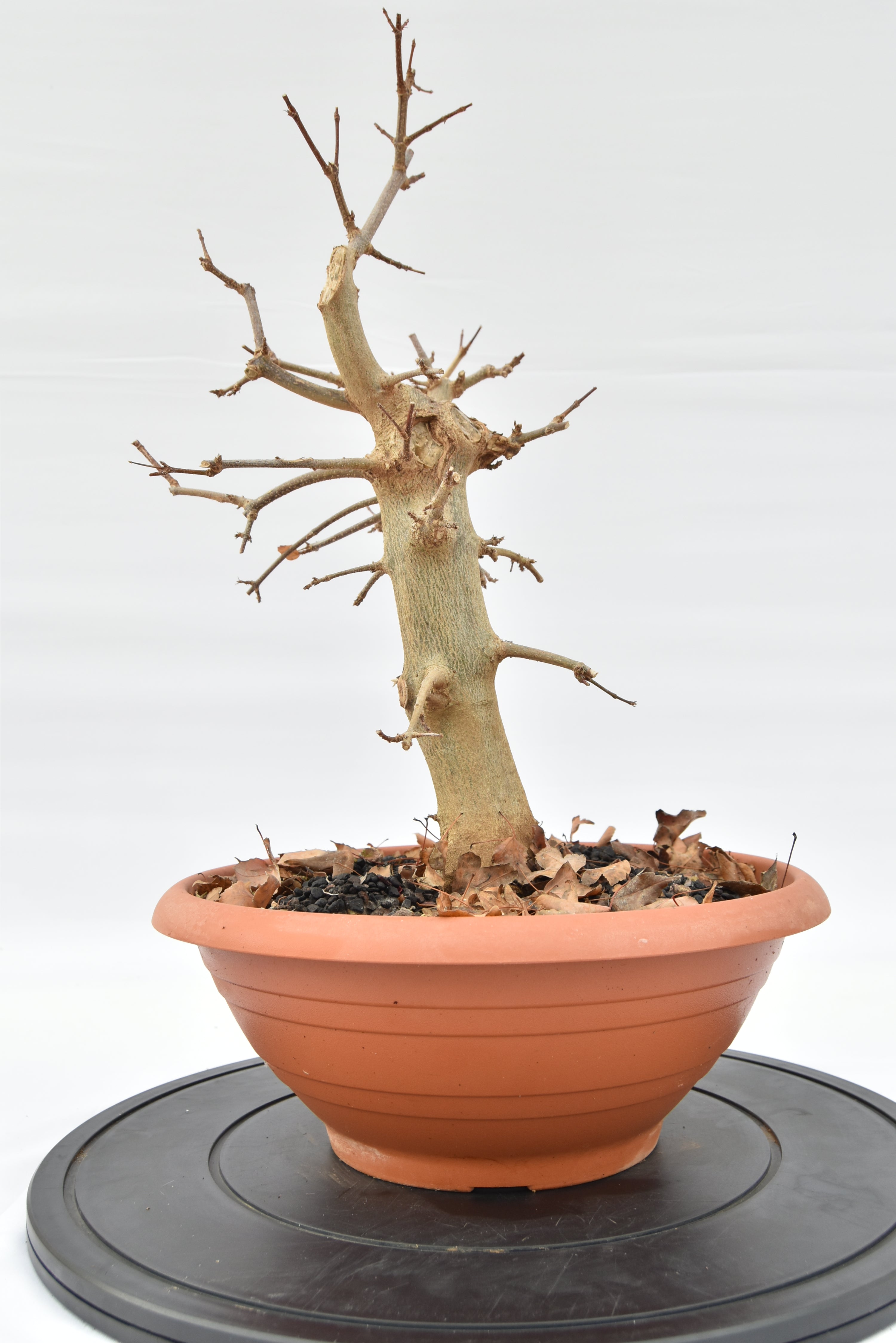 Acero Tridente € 130 | La Gemma del bonsai