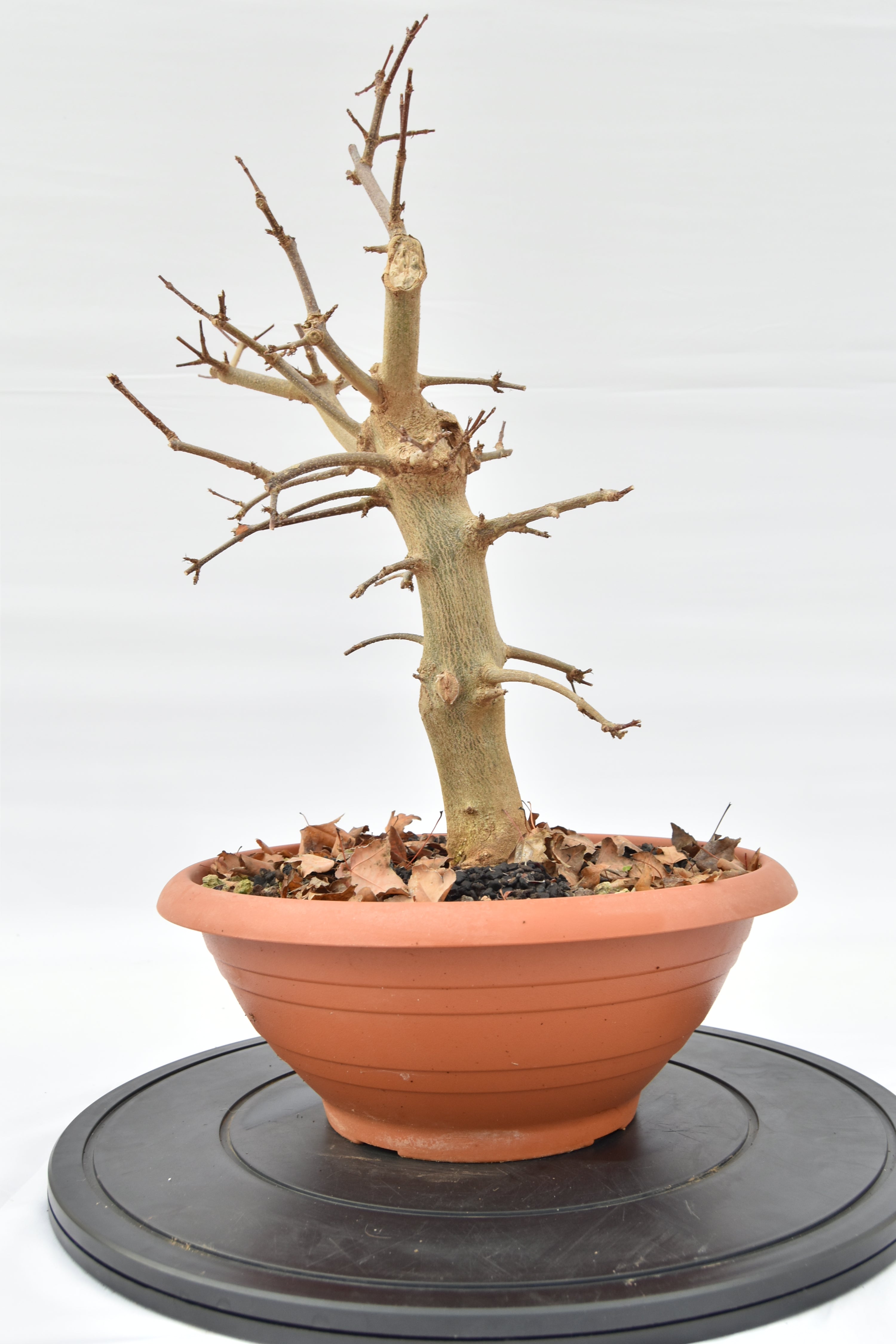 Acero Tridente € 130 | La Gemma del bonsai