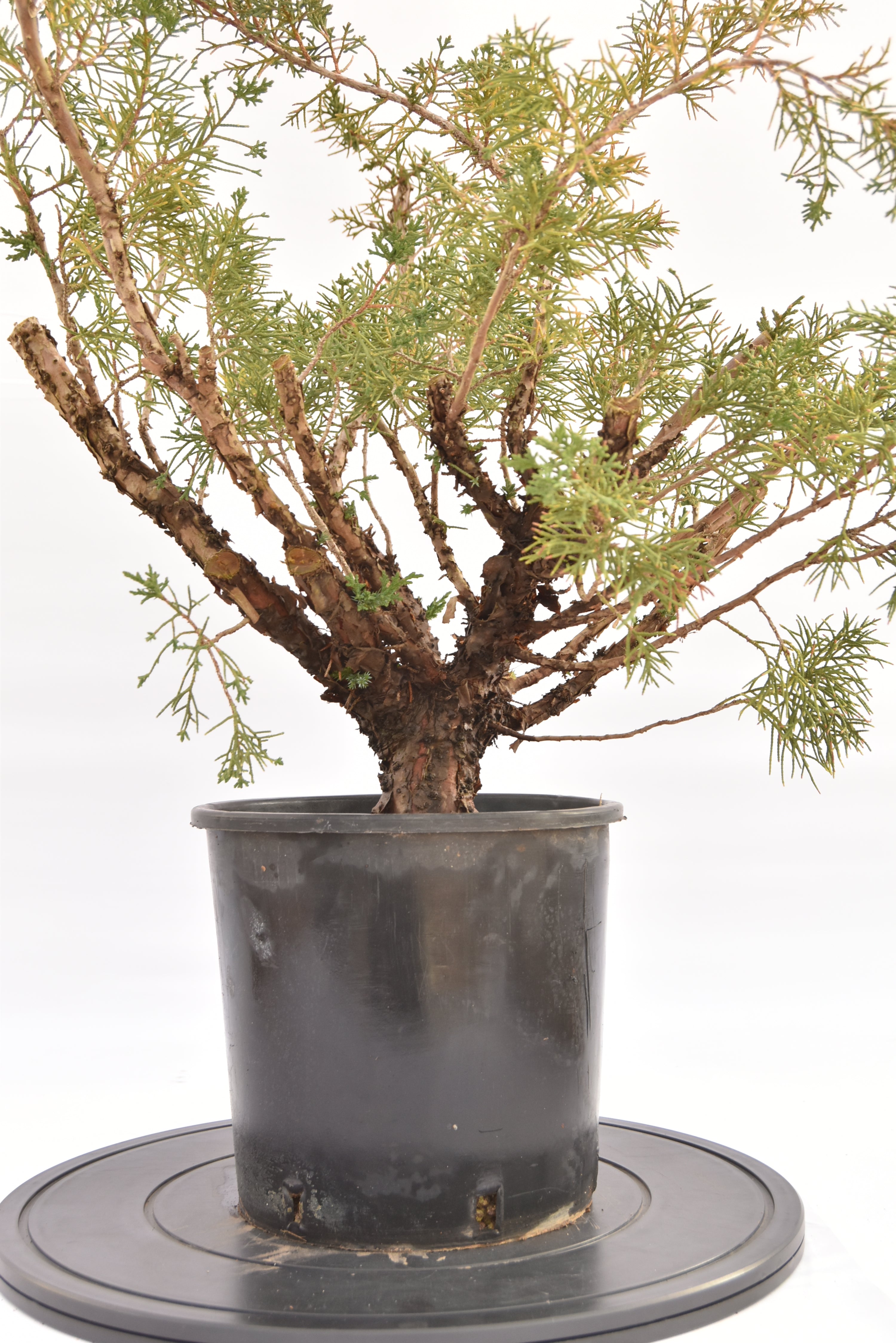 Ginepro Kishu € 100 | La Gemma del bonsai