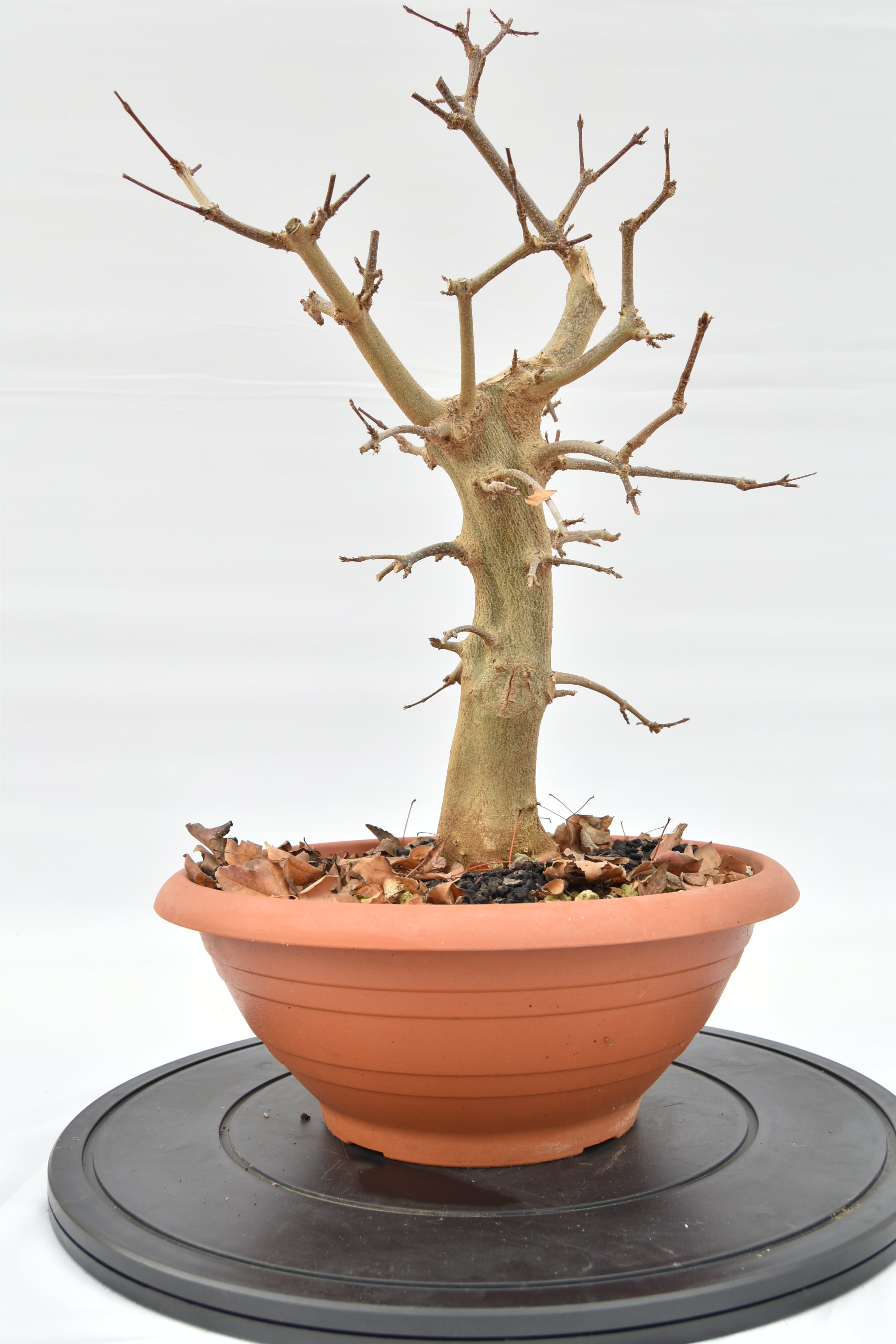 Acero Tridente € 130 | La Gemma del bonsai