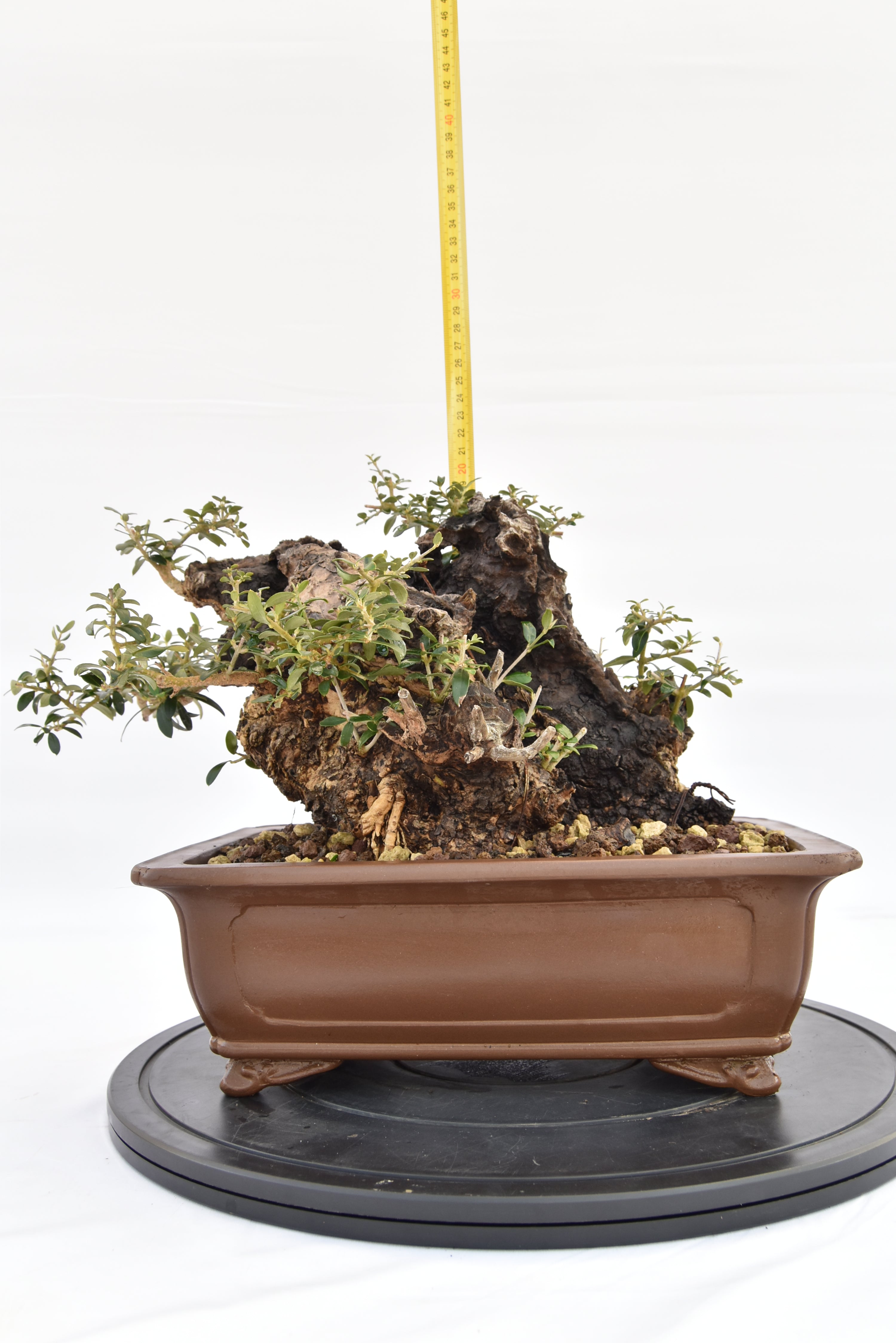 Olivastro € 530 | La Gemma del bonsai