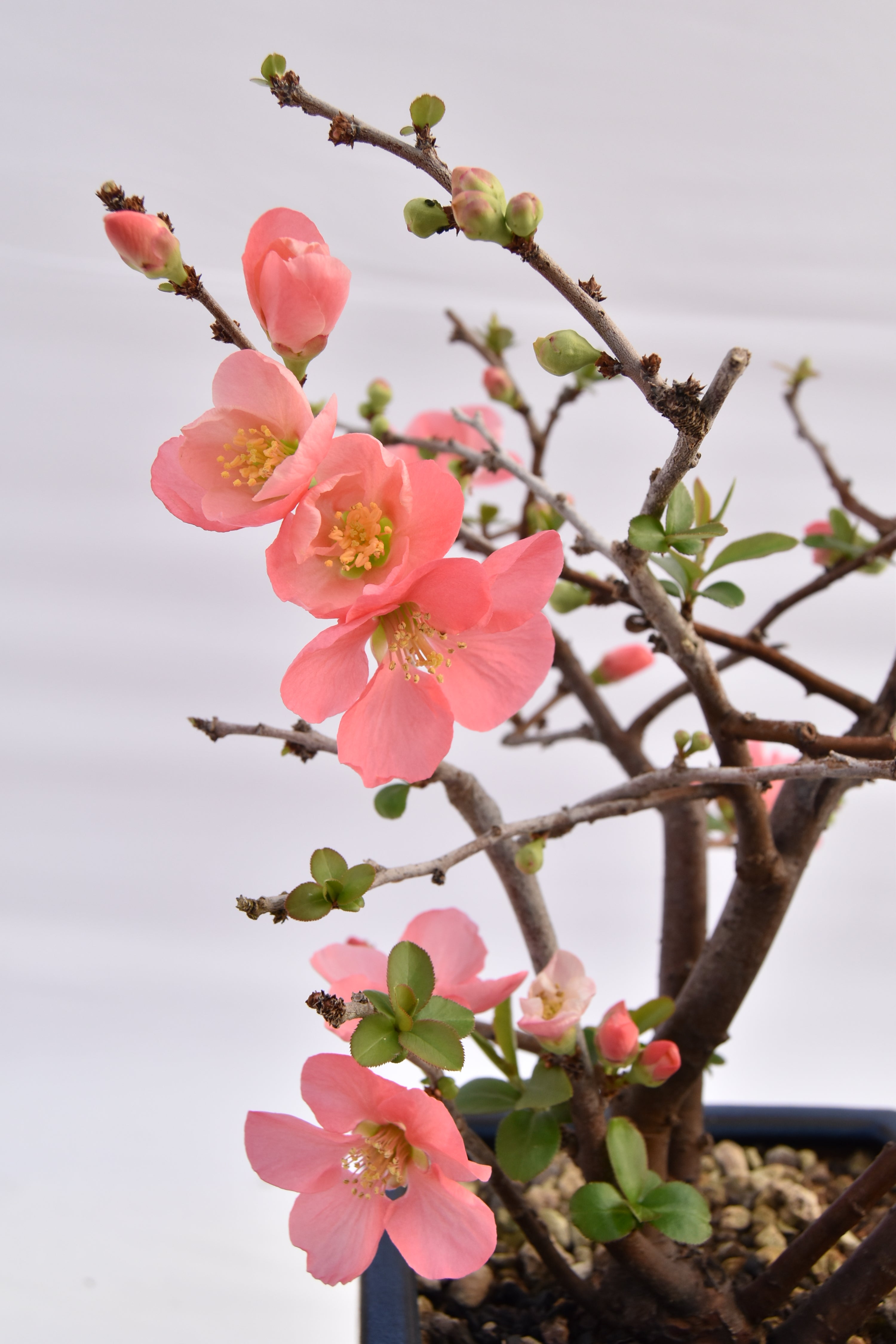 Chaenomeles rosa € 150 | La Gemma del bonsai